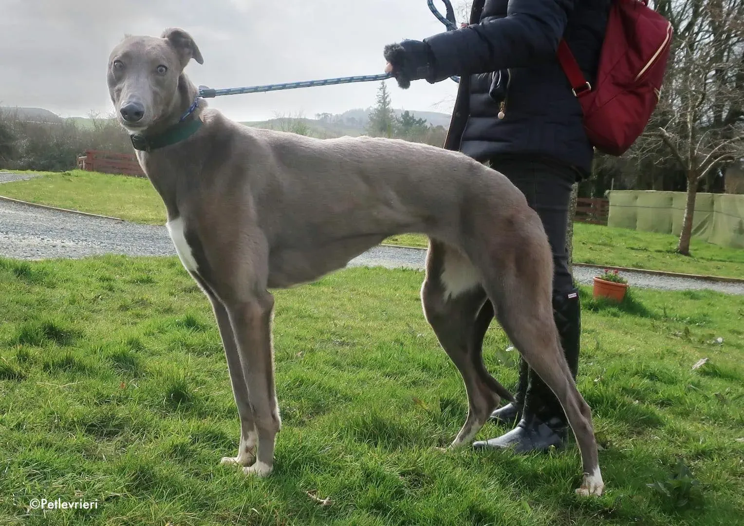 minty adozione levrieri greyhound 7
