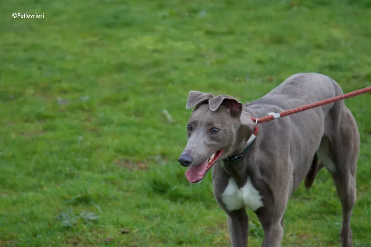 minty adozione levrieri greyhound 8