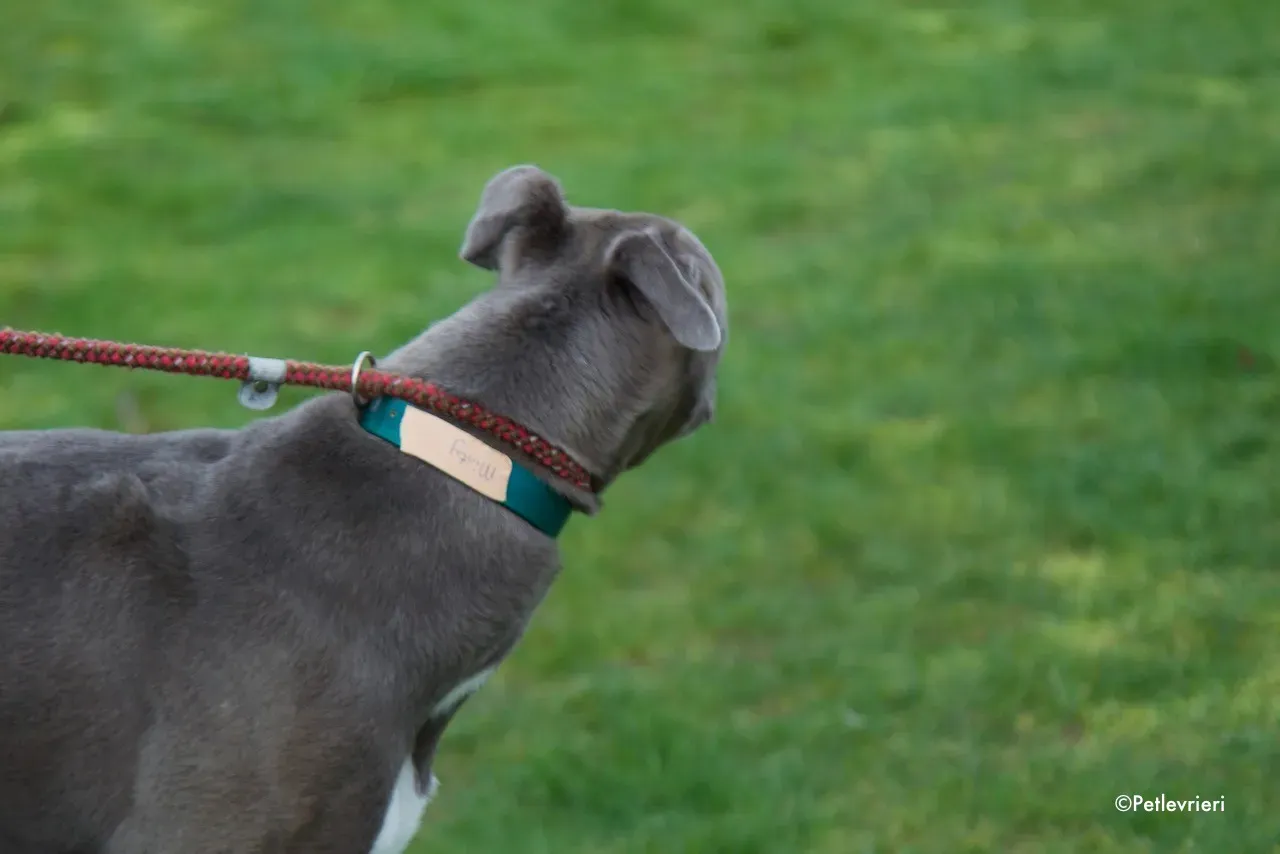 minty adozione levrieri greyhound 9