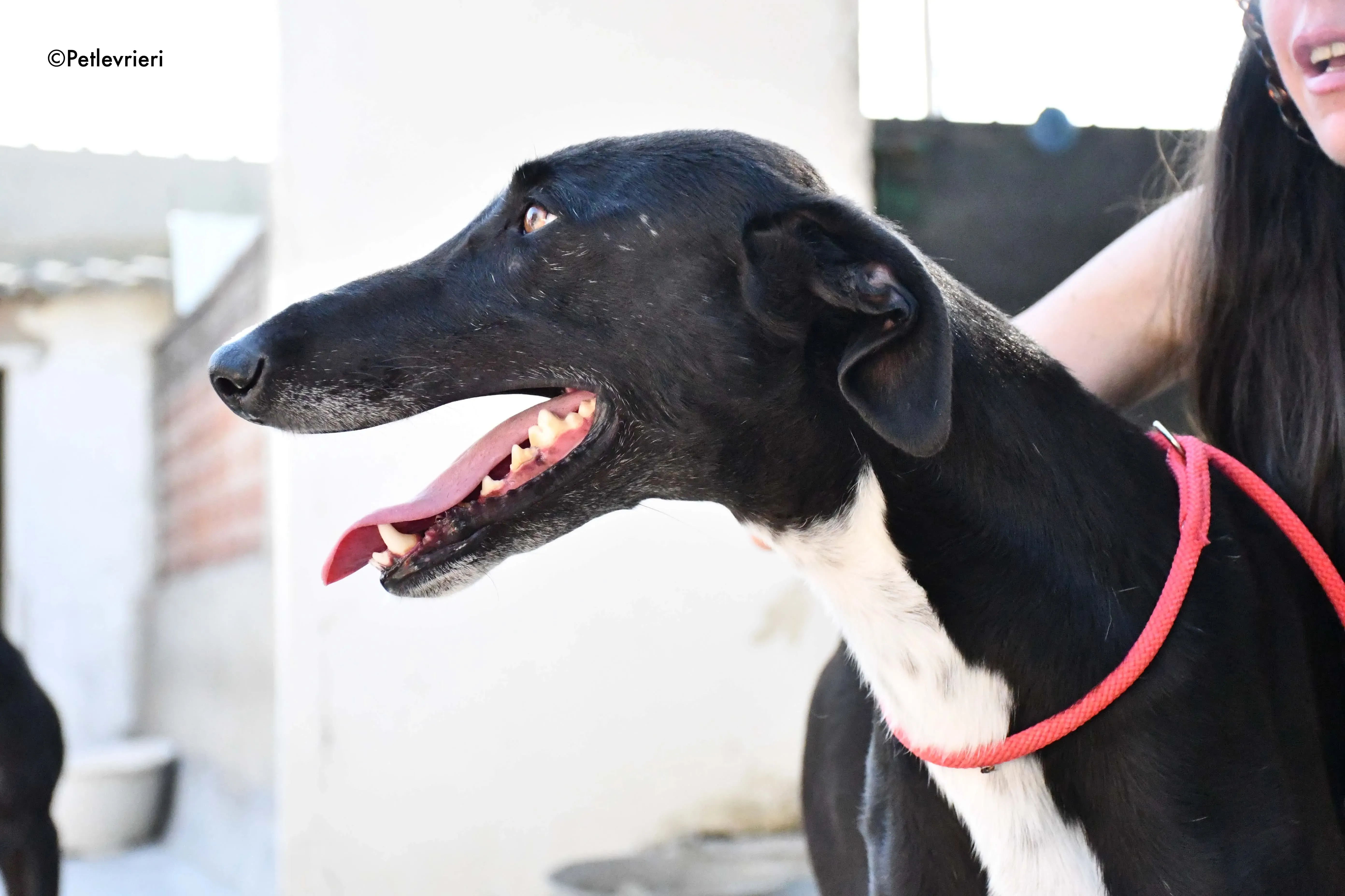 mirlo adozione levrieri galgo 10