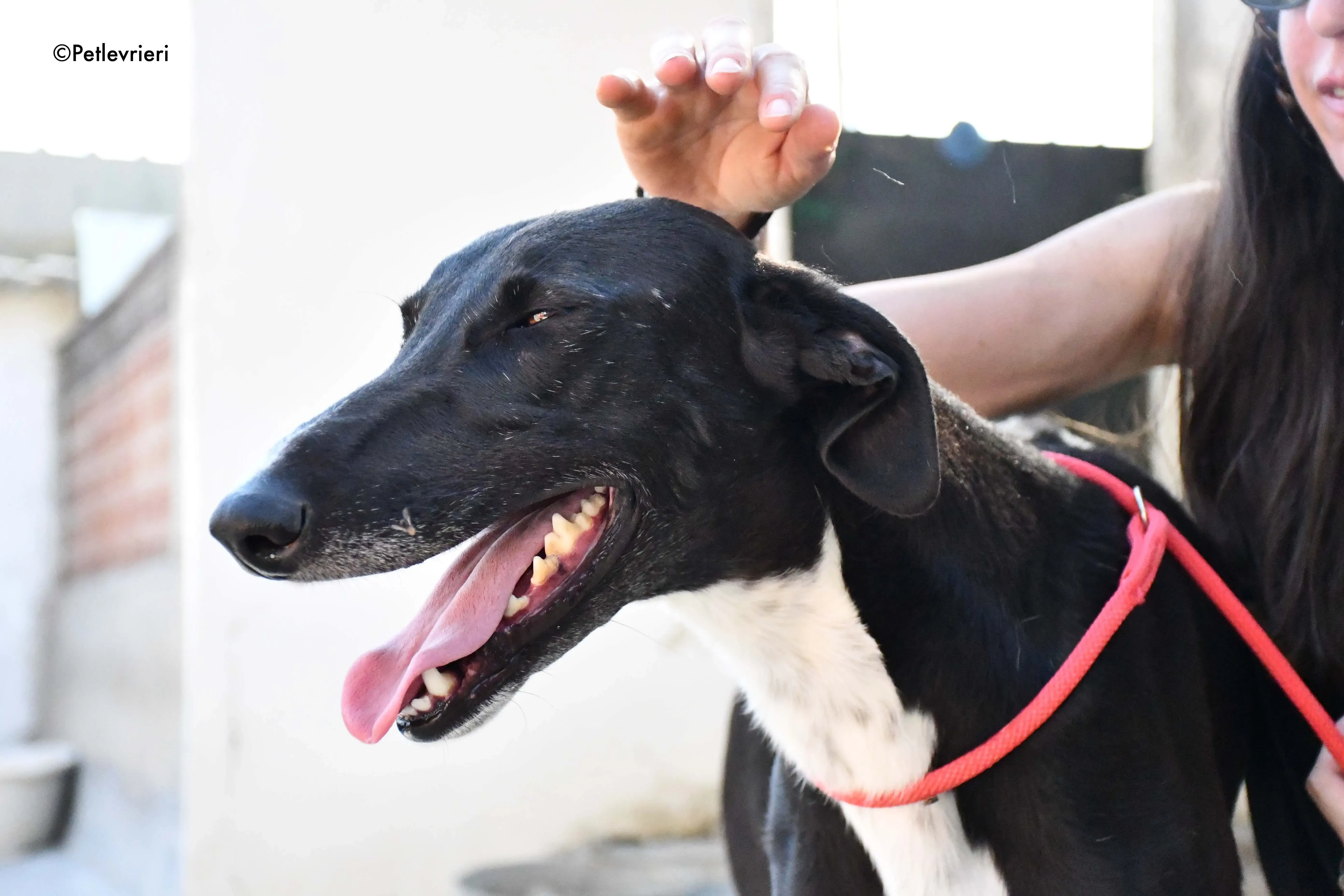 mirlo adozione levrieri galgo 11