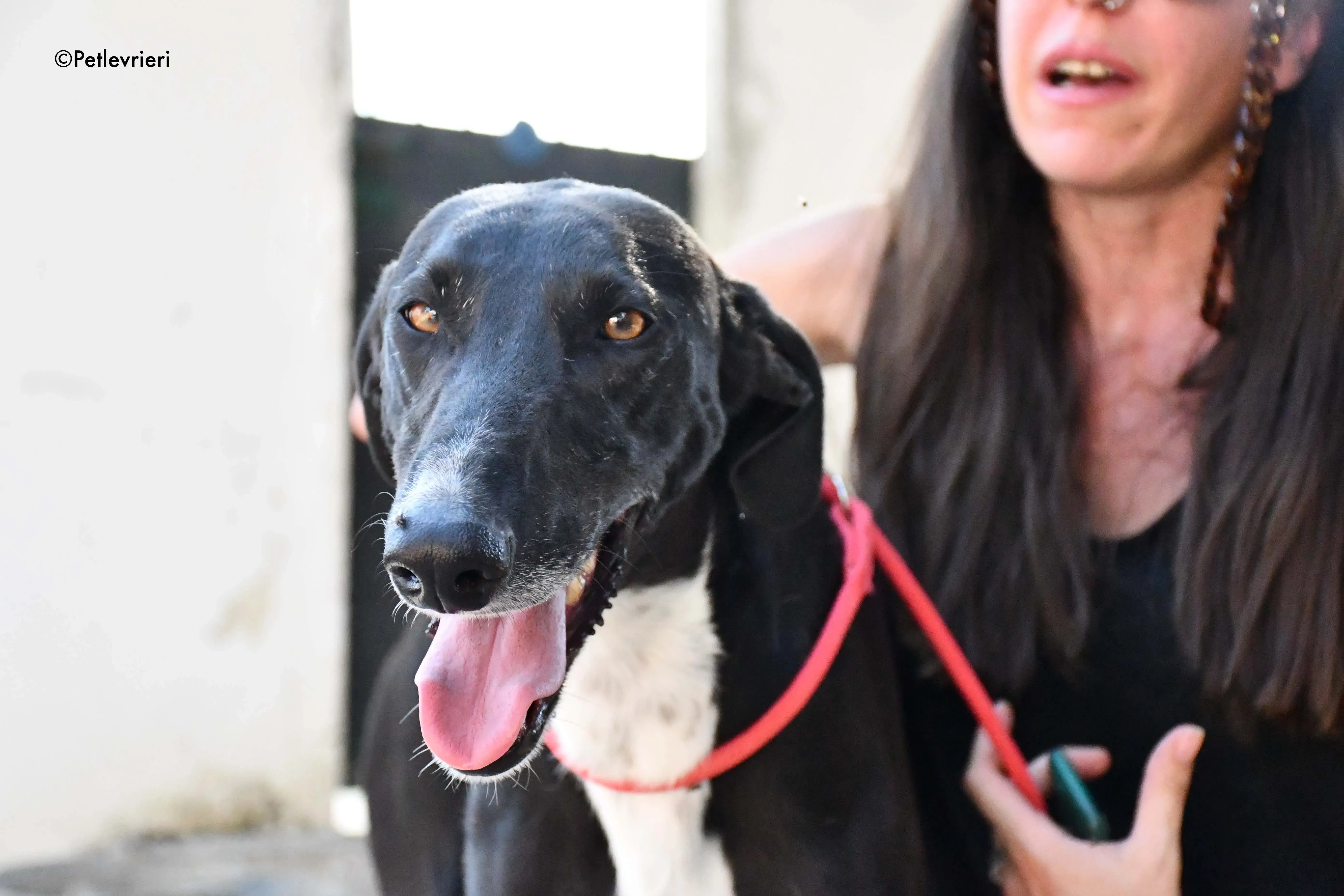 mirlo adozione levrieri galgo 12