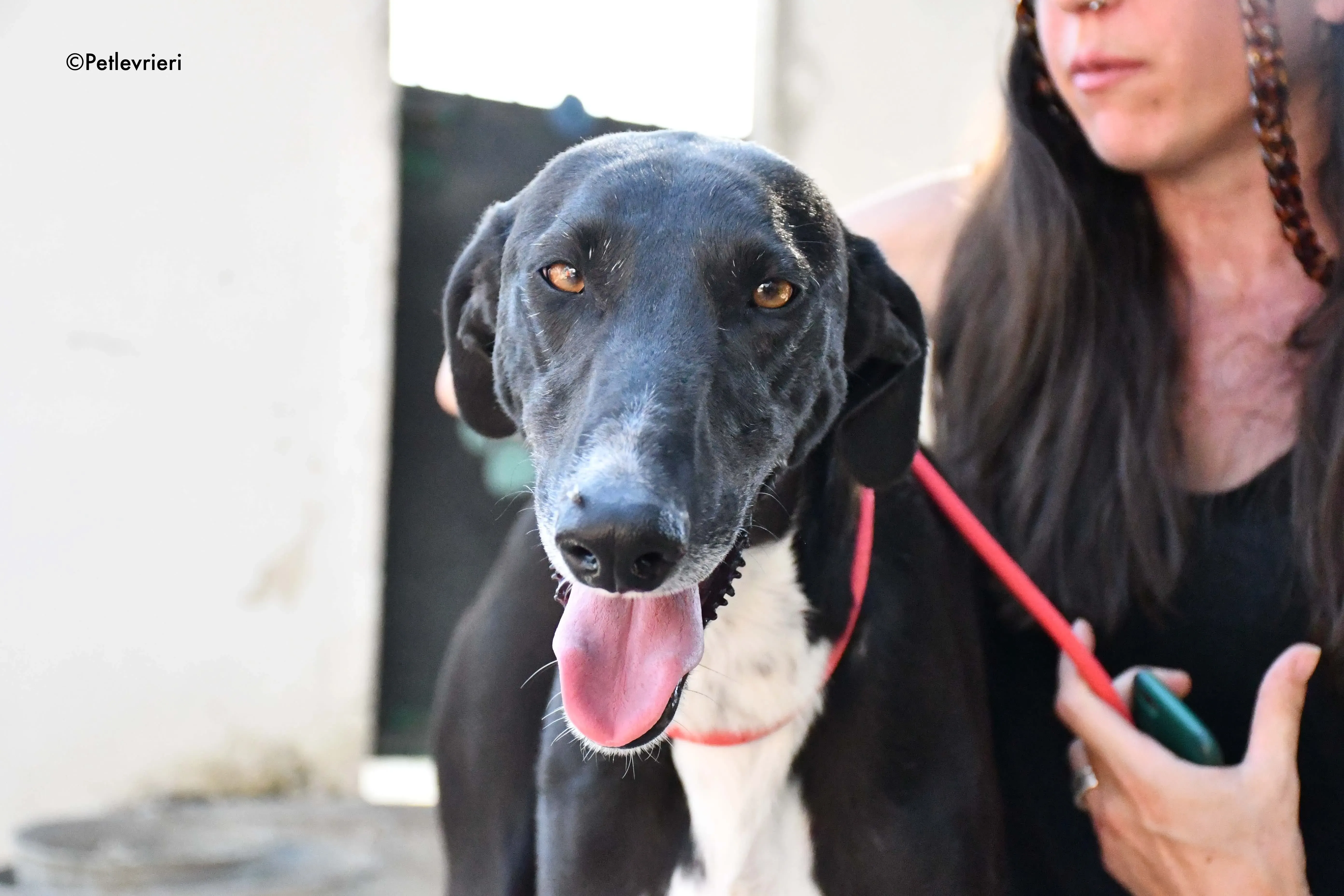 mirlo adozione levrieri galgo 13