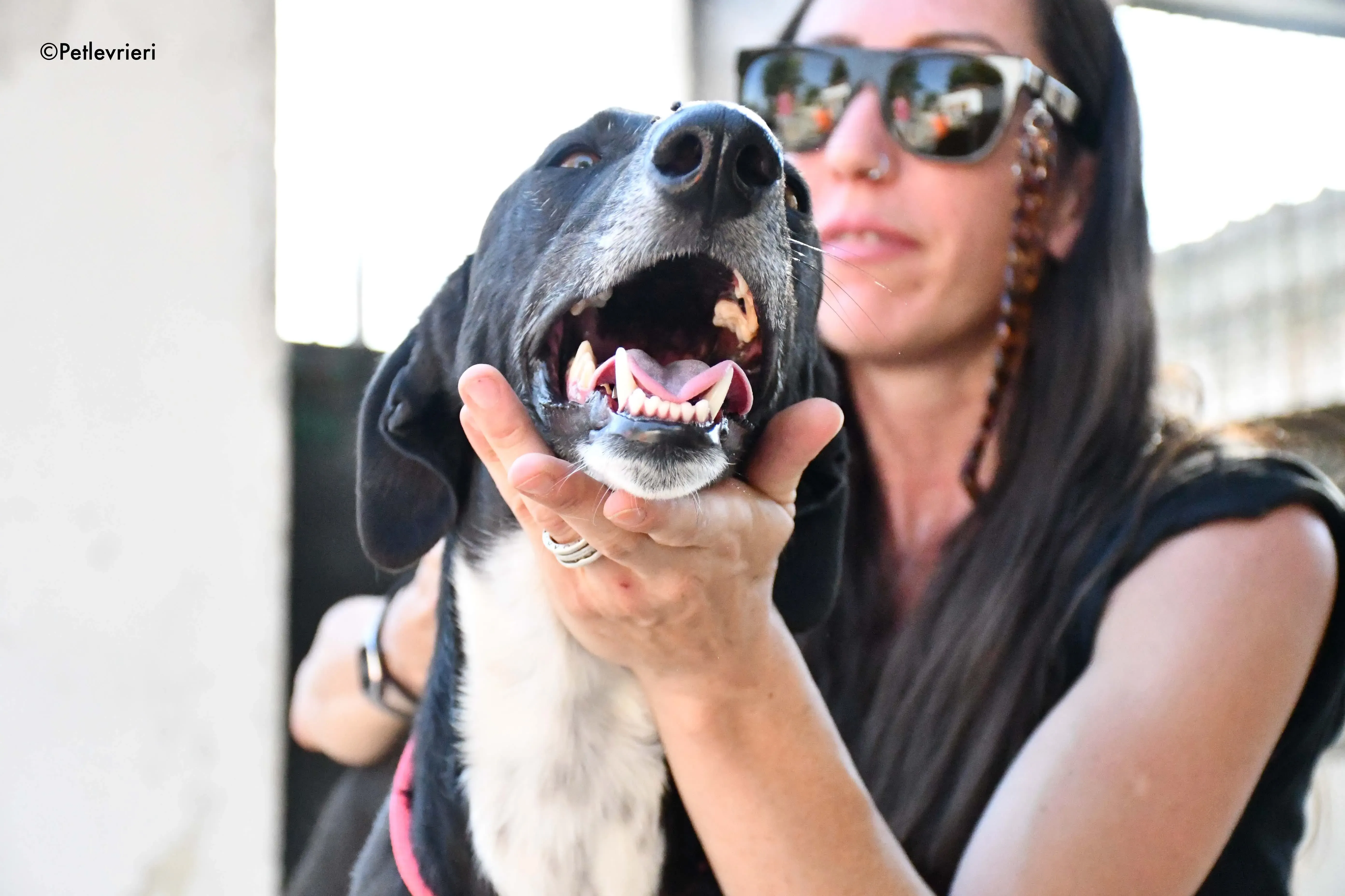 mirlo adozione levrieri galgo 14