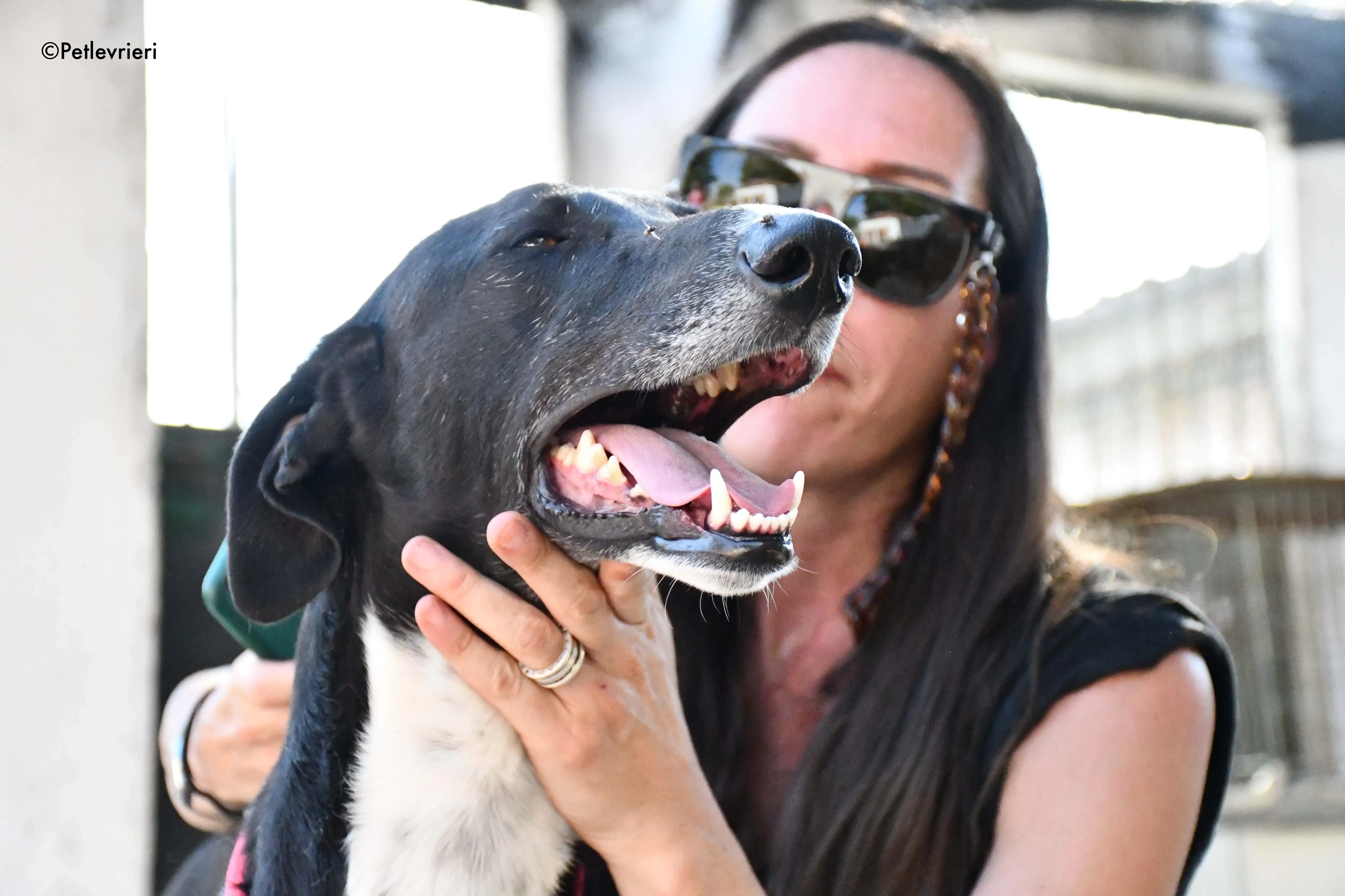 mirlo adozione levrieri galgo 15