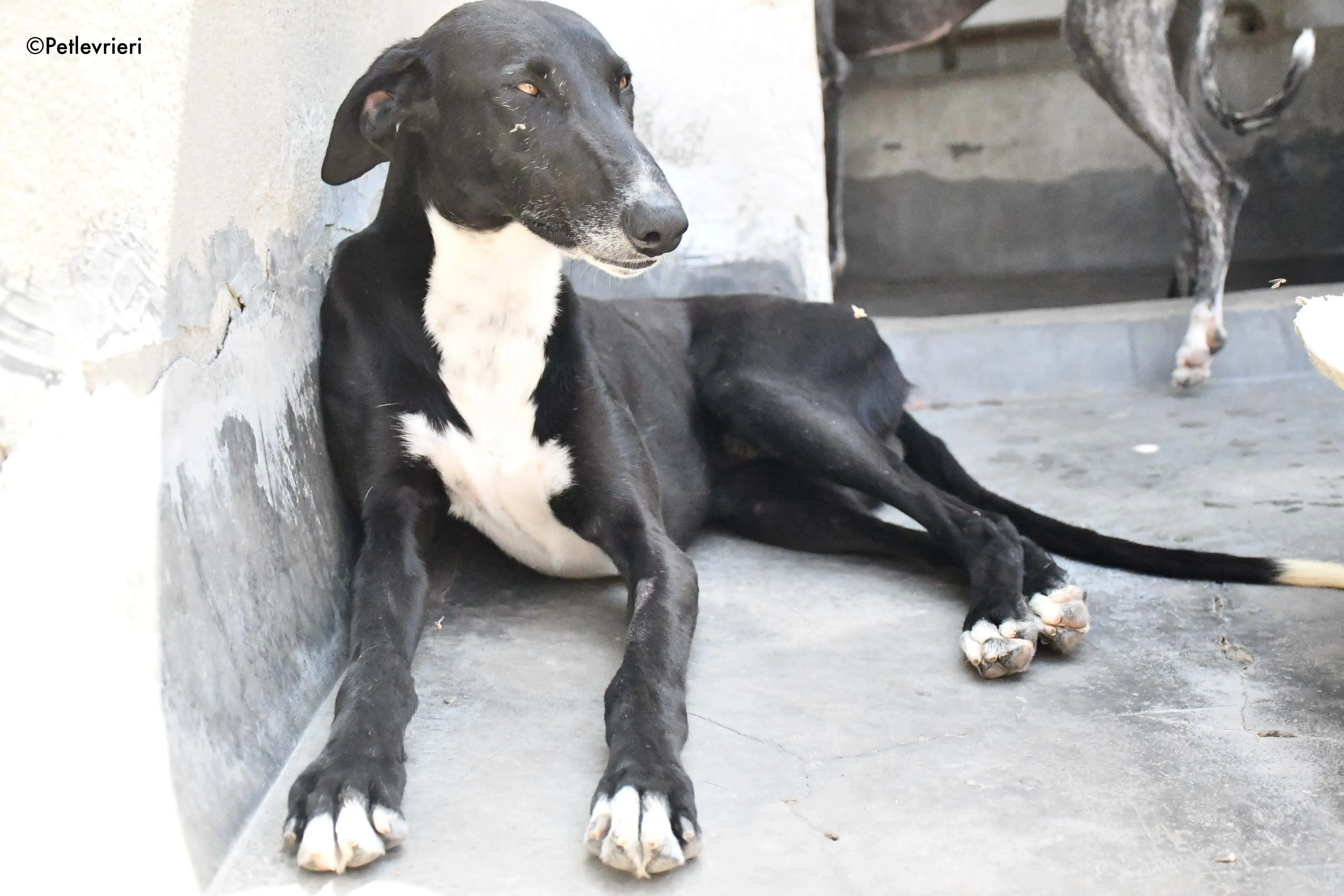 mirlo adozione levrieri galgo 4