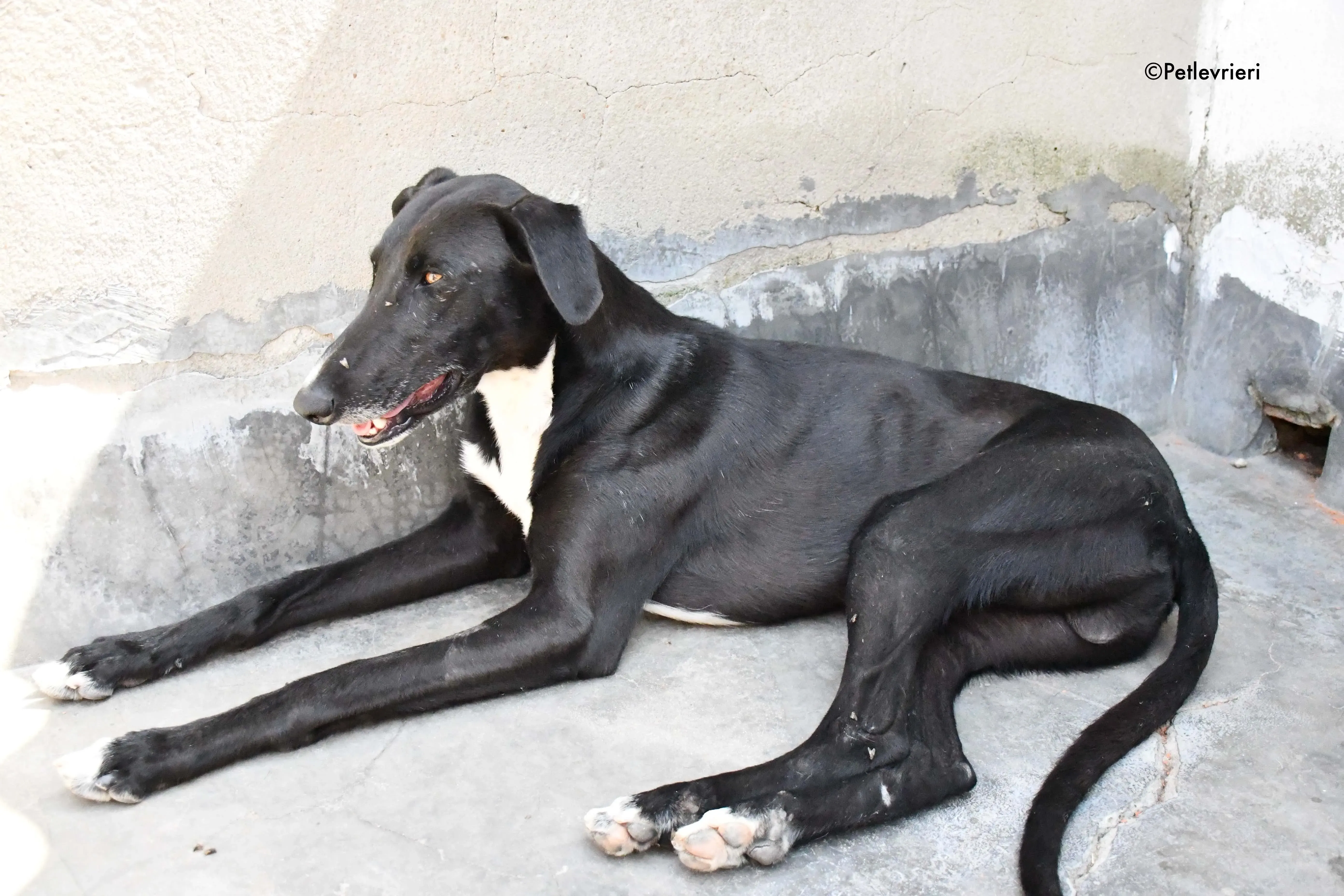 mirlo adozione levrieri galgo 7