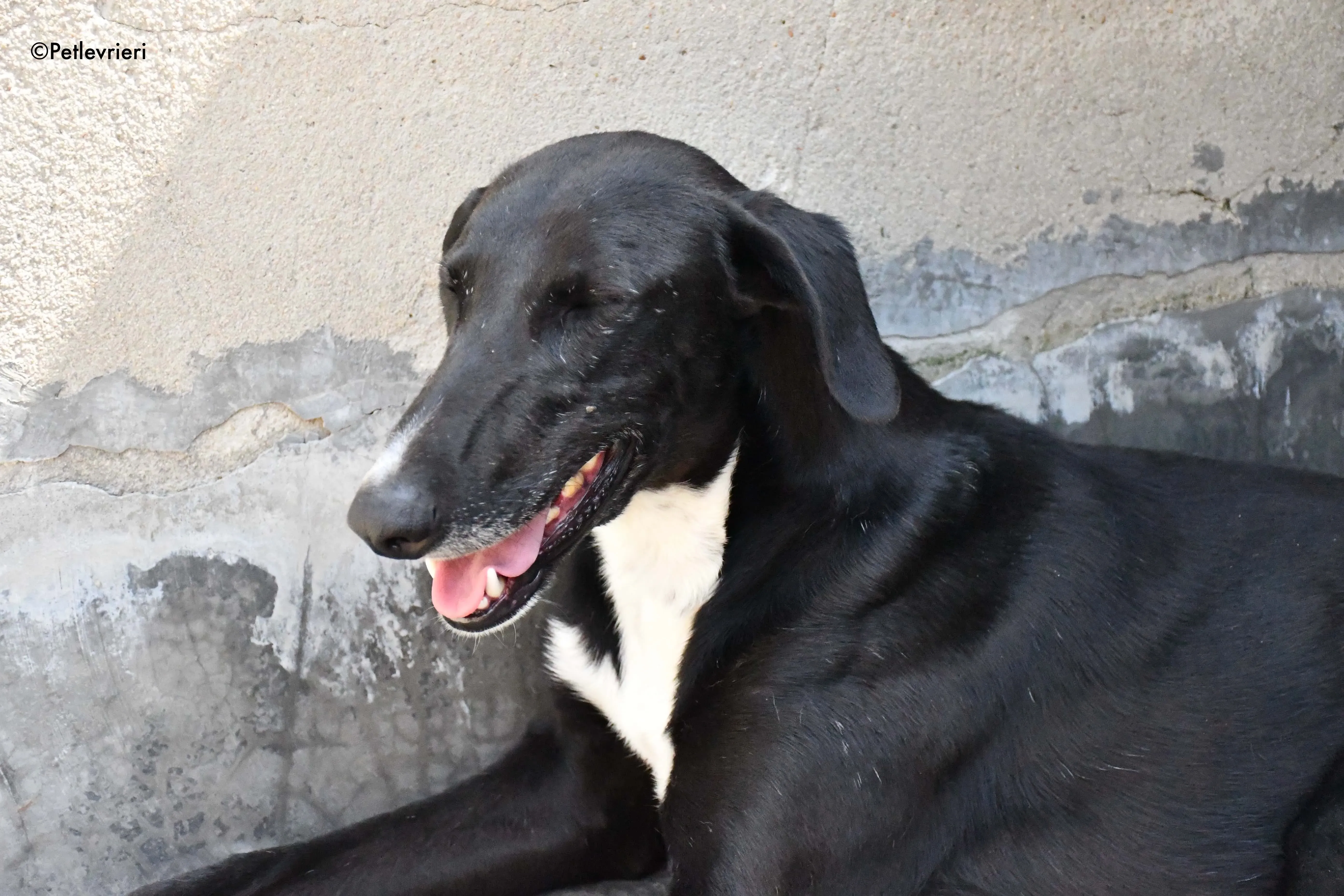 mirlo adozione levrieri galgo 8