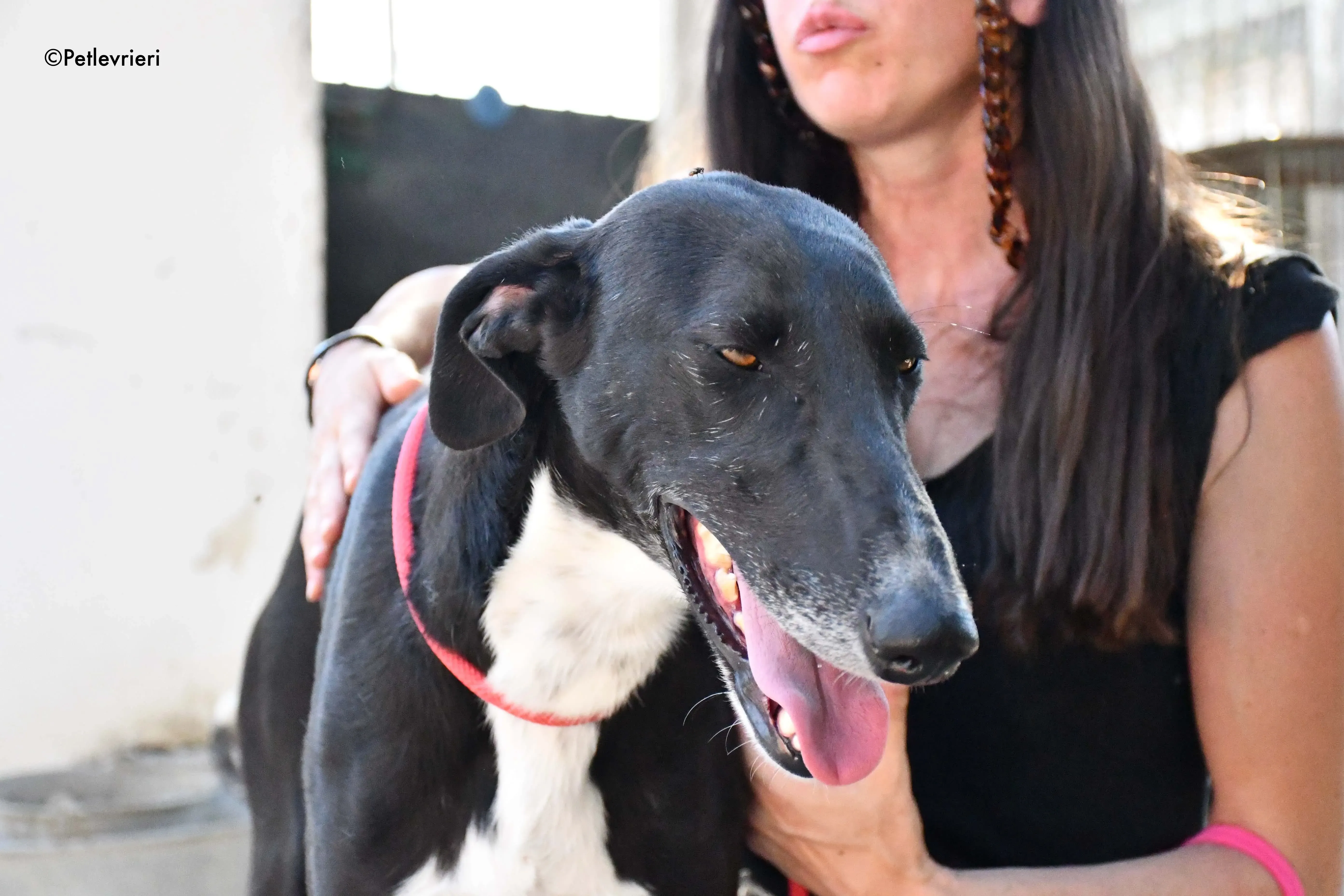 mirlo adozione levrieri galgo 9