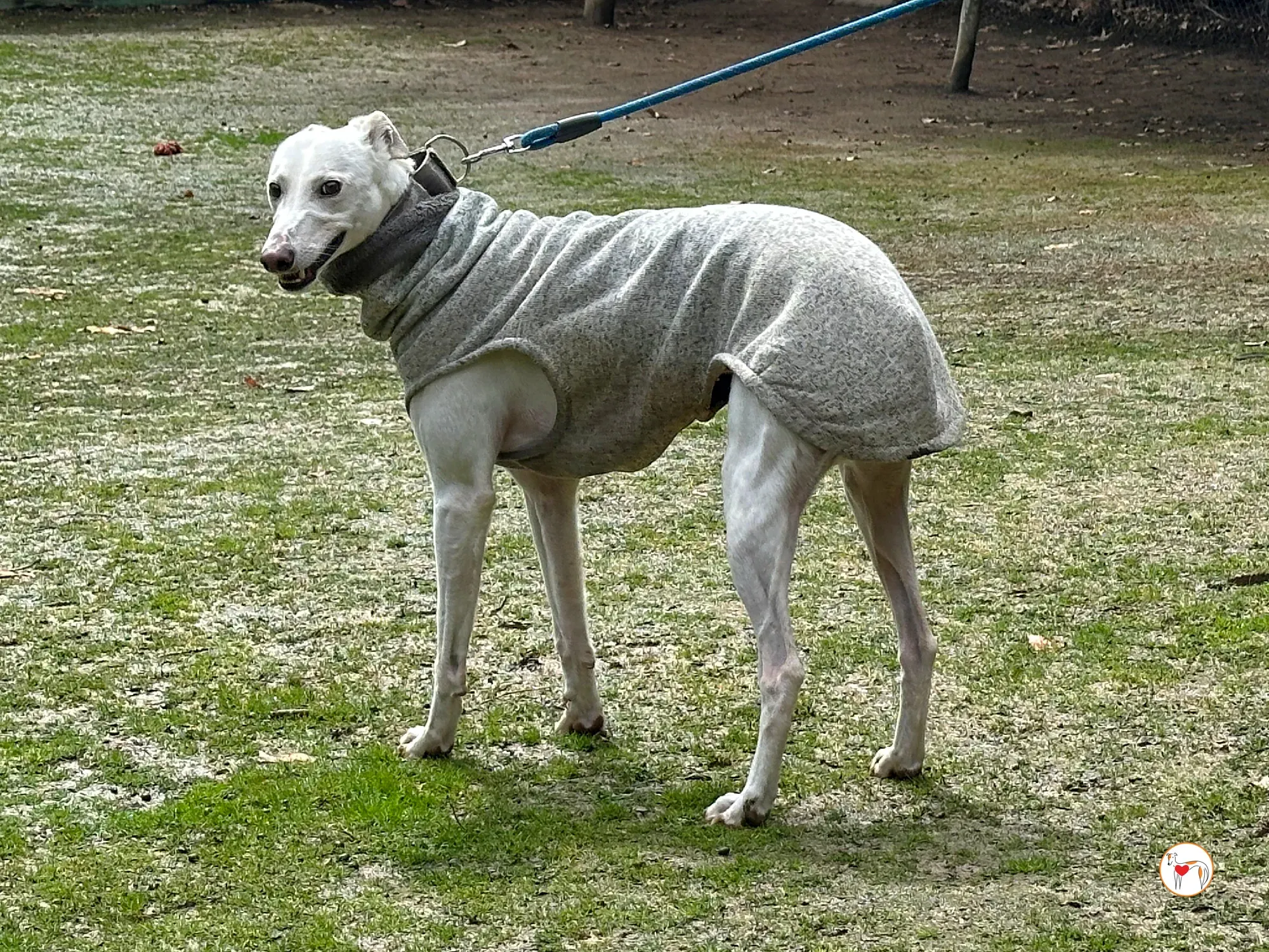 miro galgo adozione 01