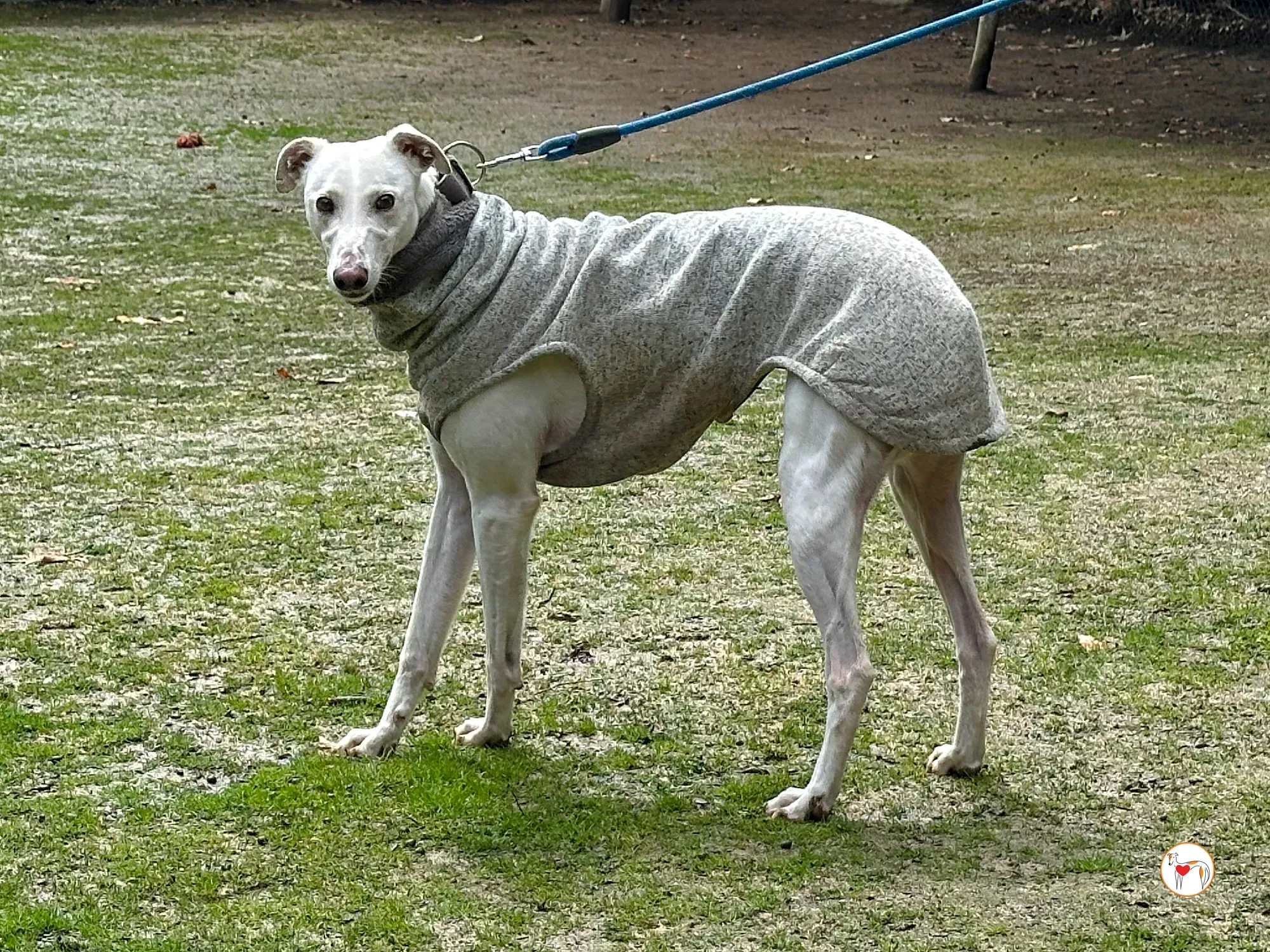 miro galgo adozione 02