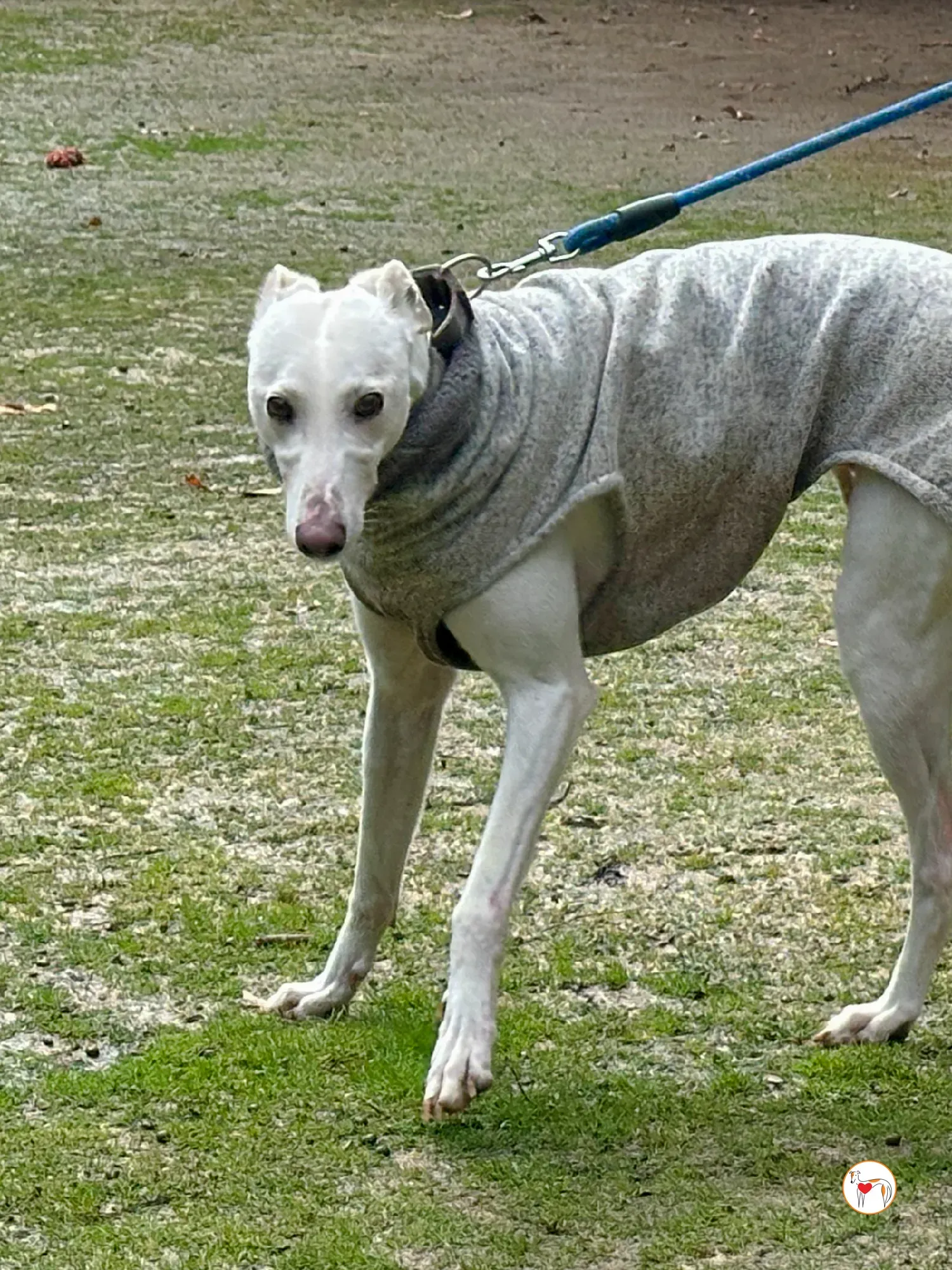 miro galgo adozione 03