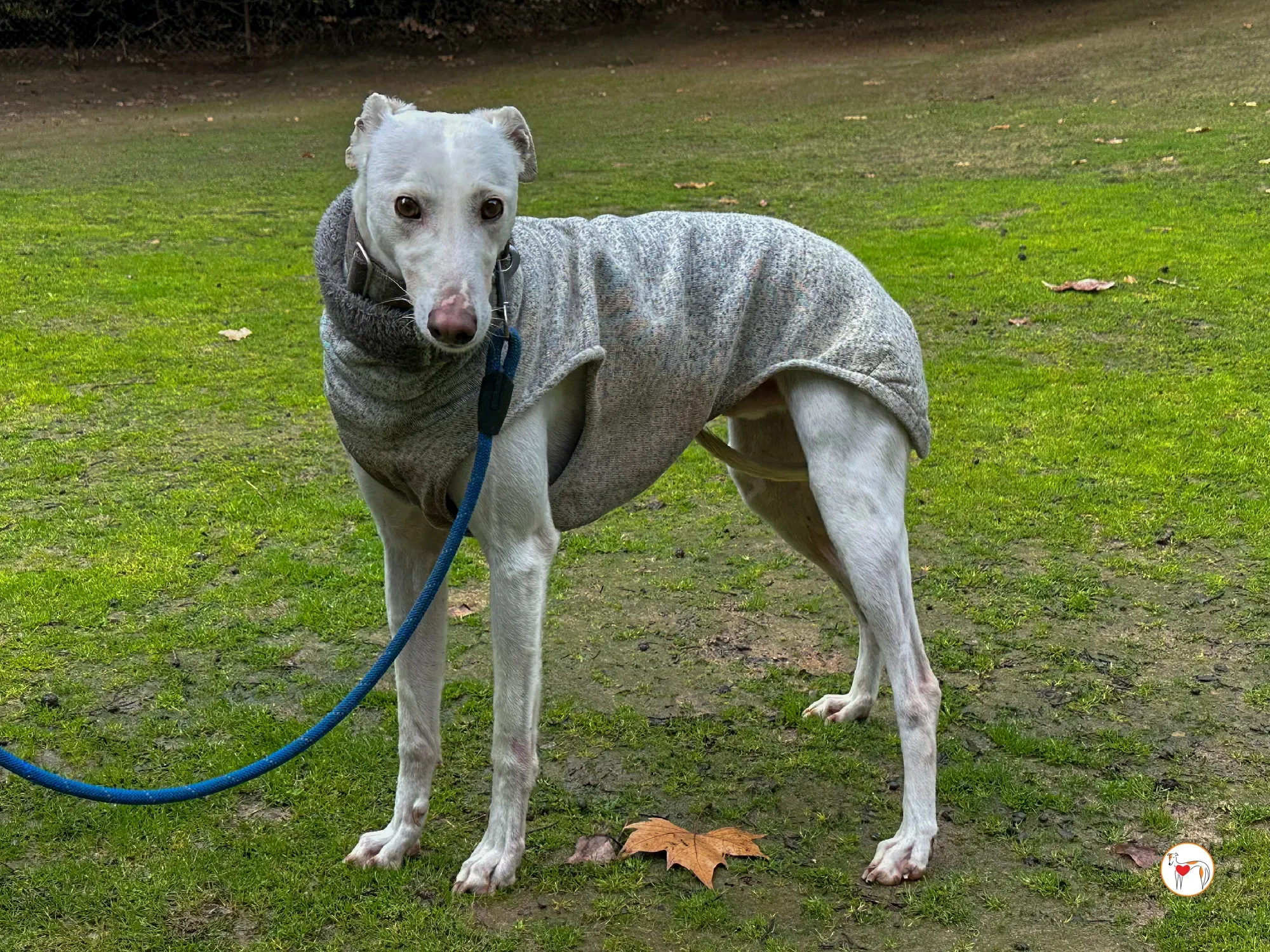 miro galgo adozione 04