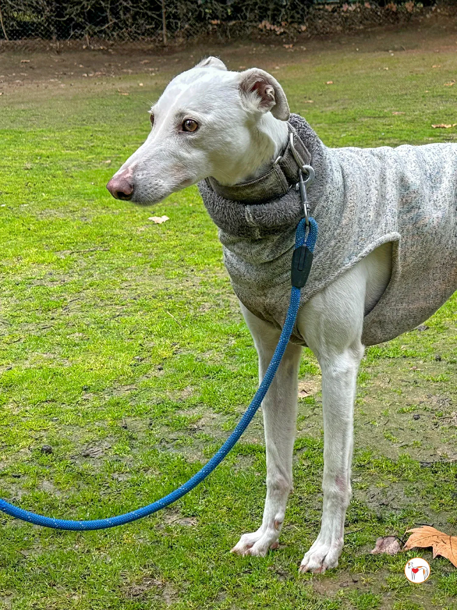 miro galgo adozione 05