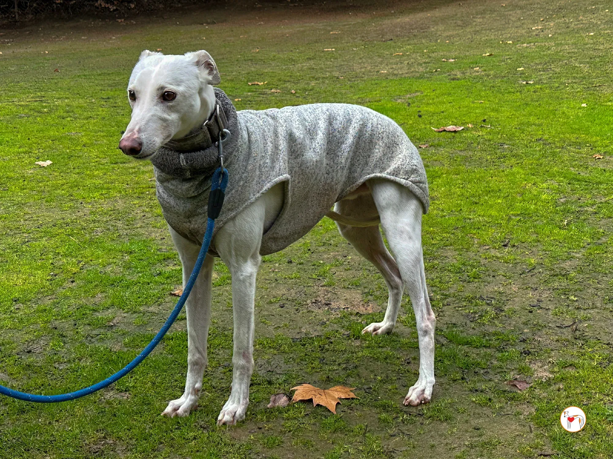 miro galgo adozione 06