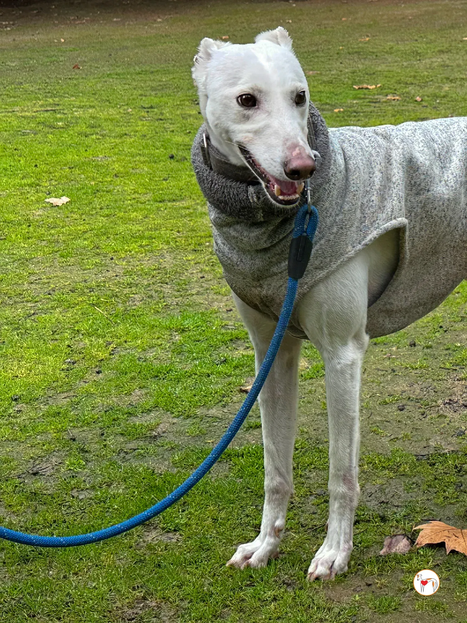 miro galgo adozione 07