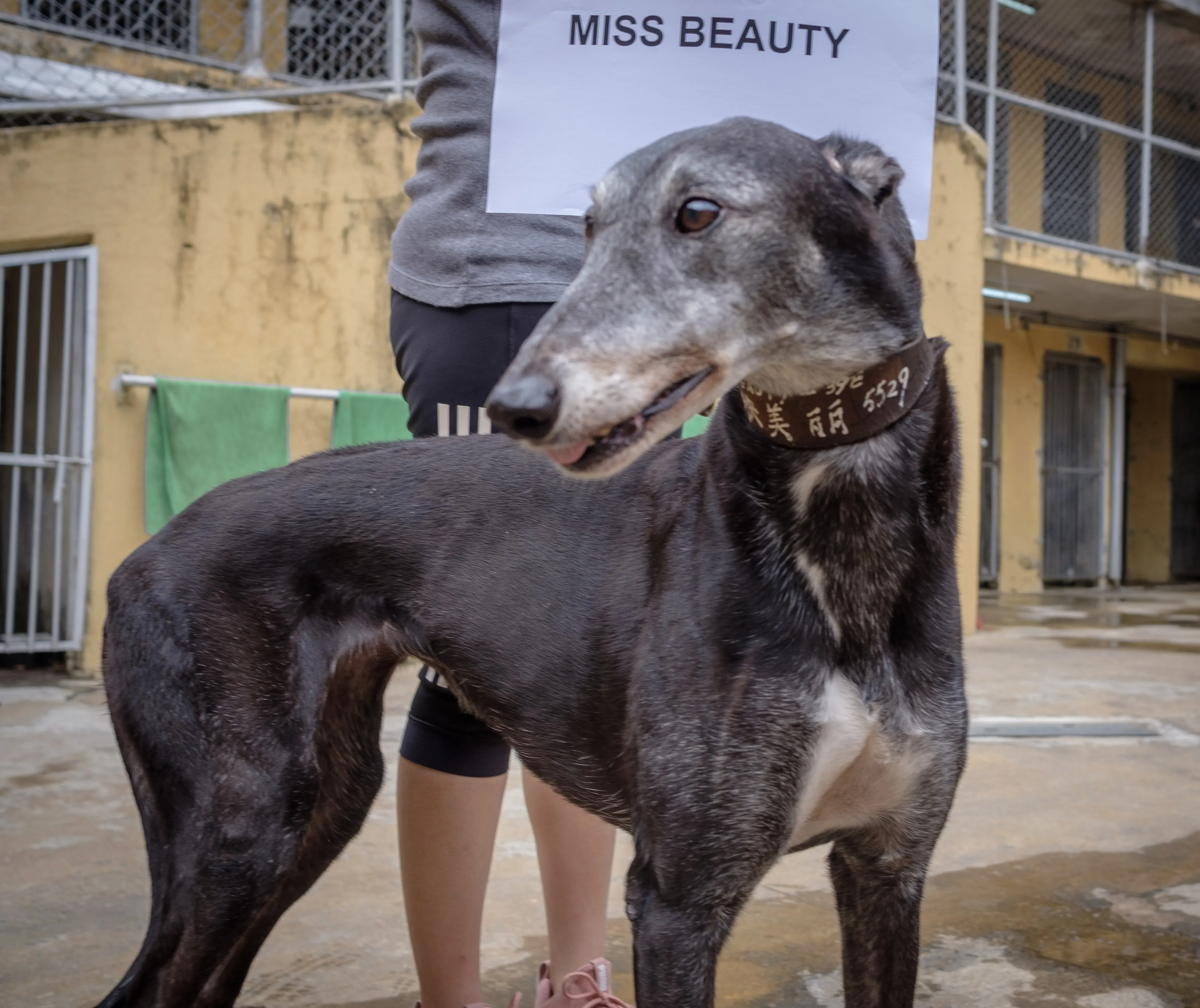 miss beauty adozione greyhound macao 1