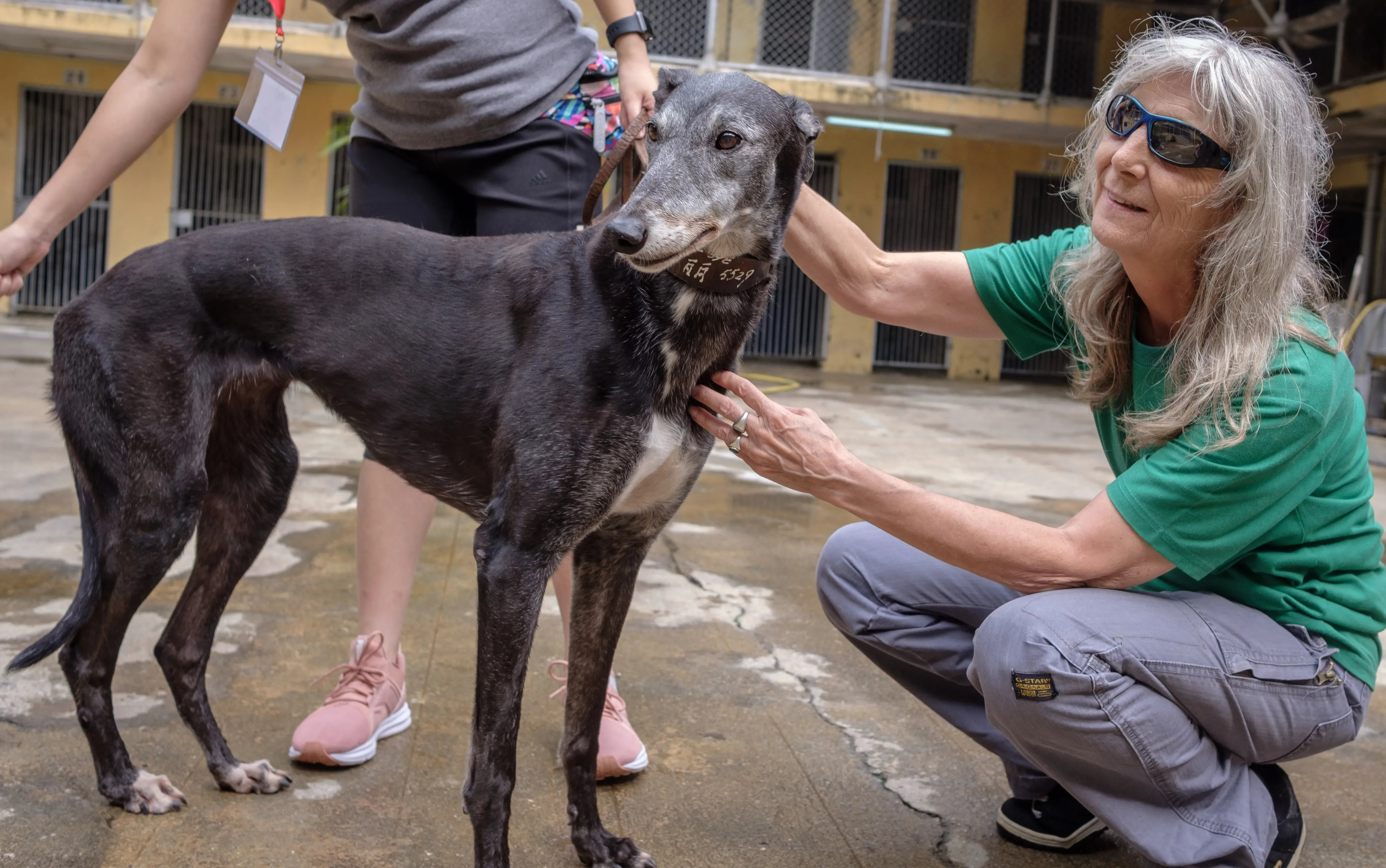 miss beauty adozione greyhound macao 10