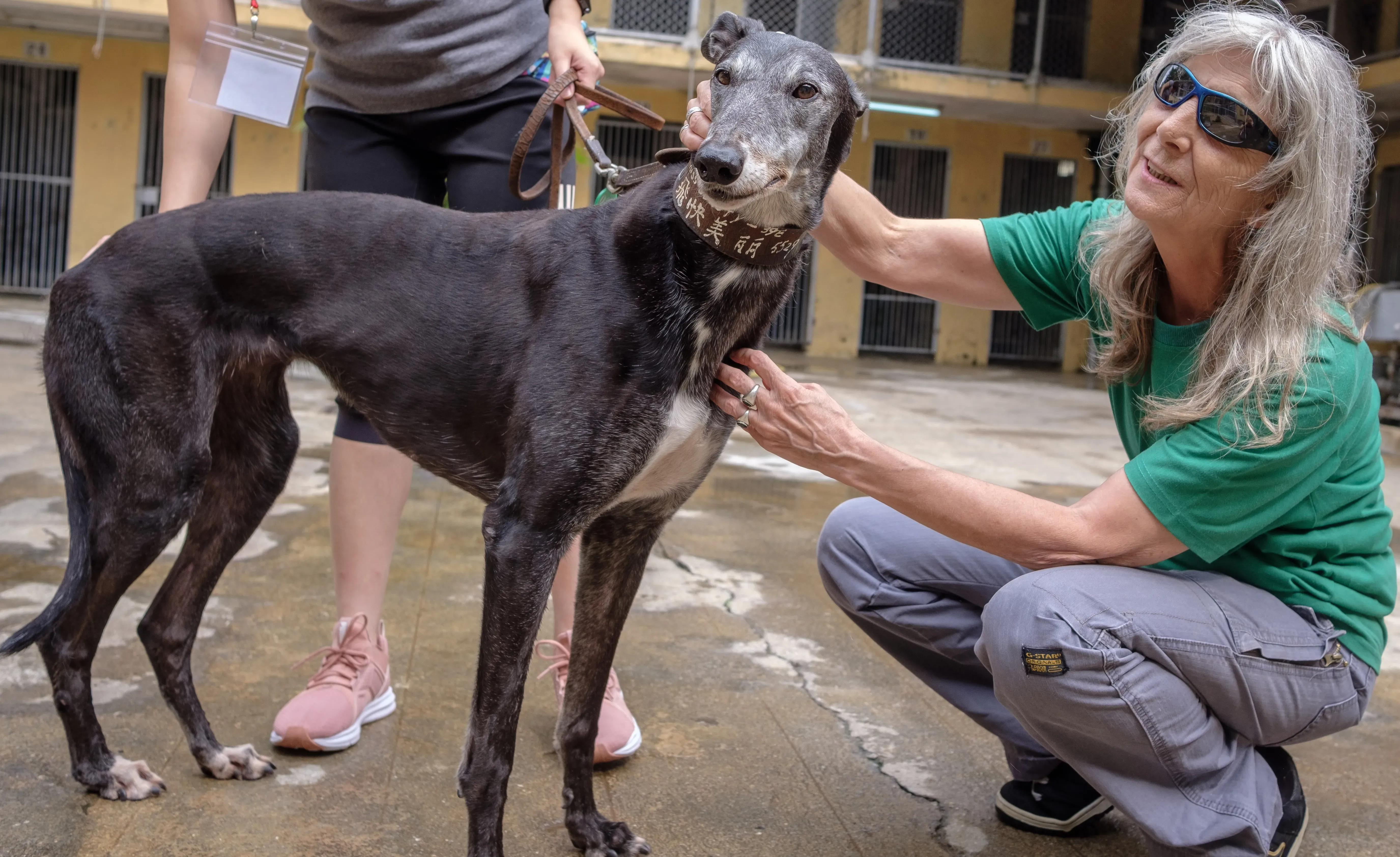 miss beauty adozione greyhound macao 11