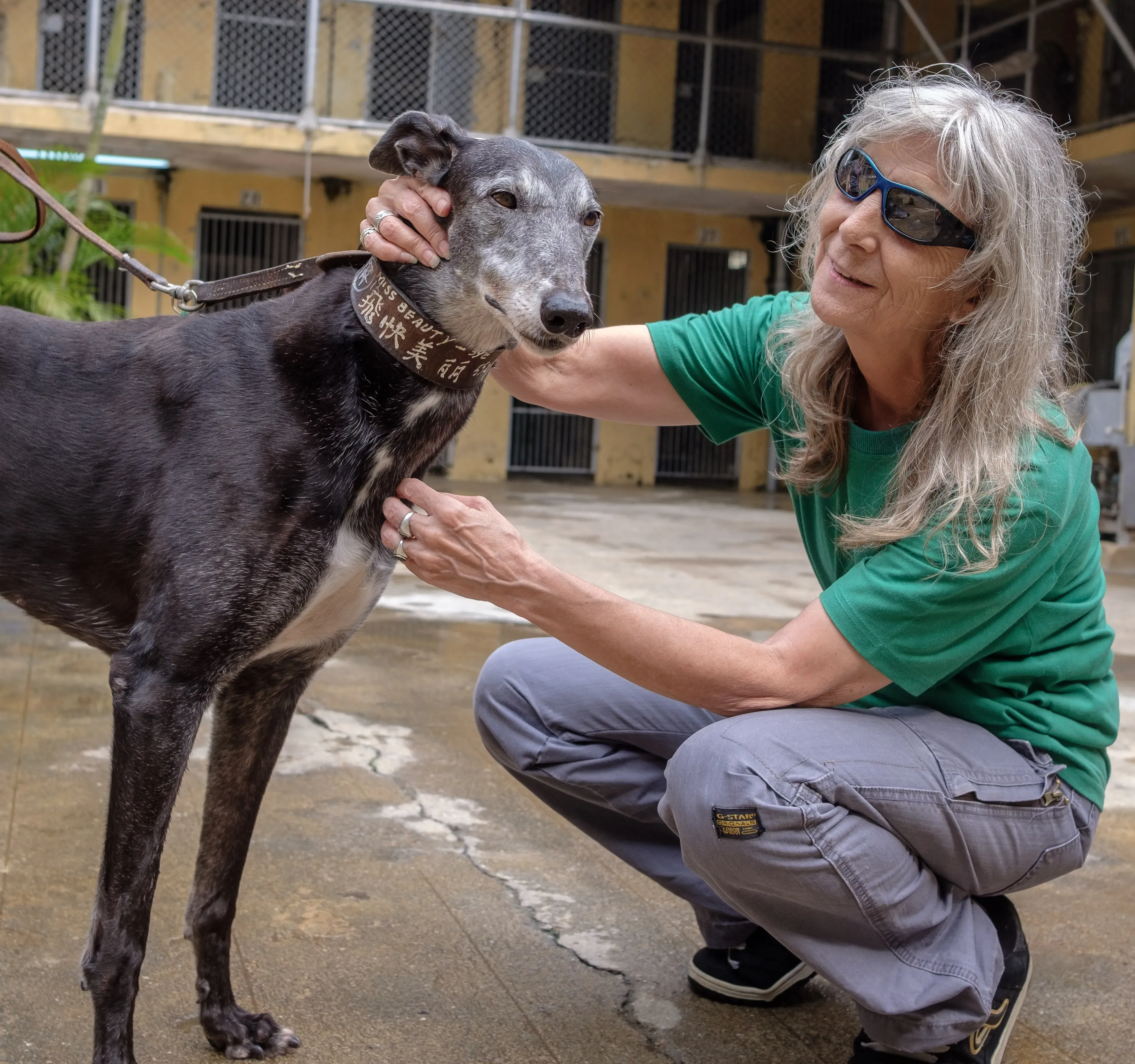 miss beauty adozione greyhound macao 12