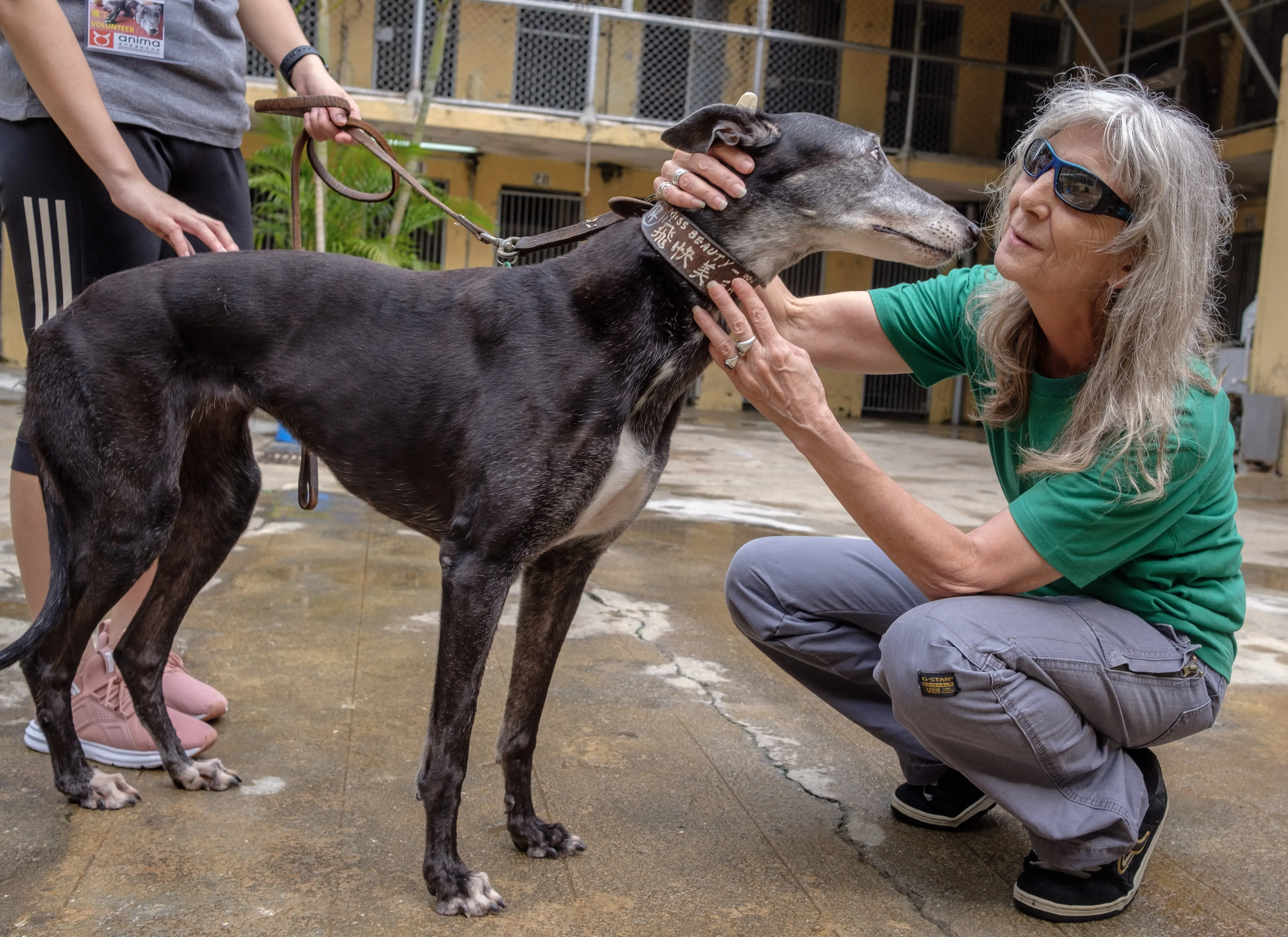 miss beauty adozione greyhound macao 13