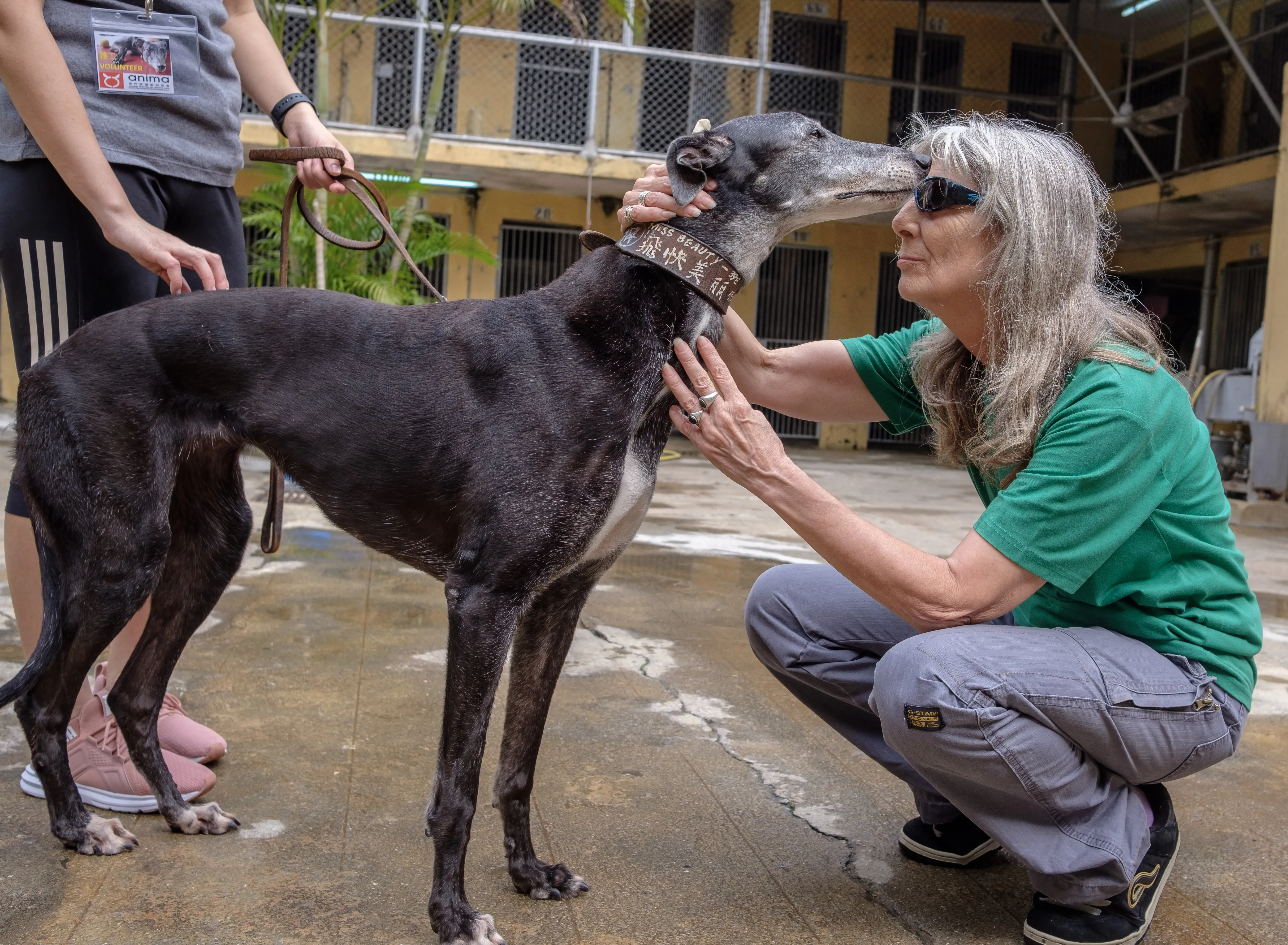 miss beauty adozione greyhound macao 14