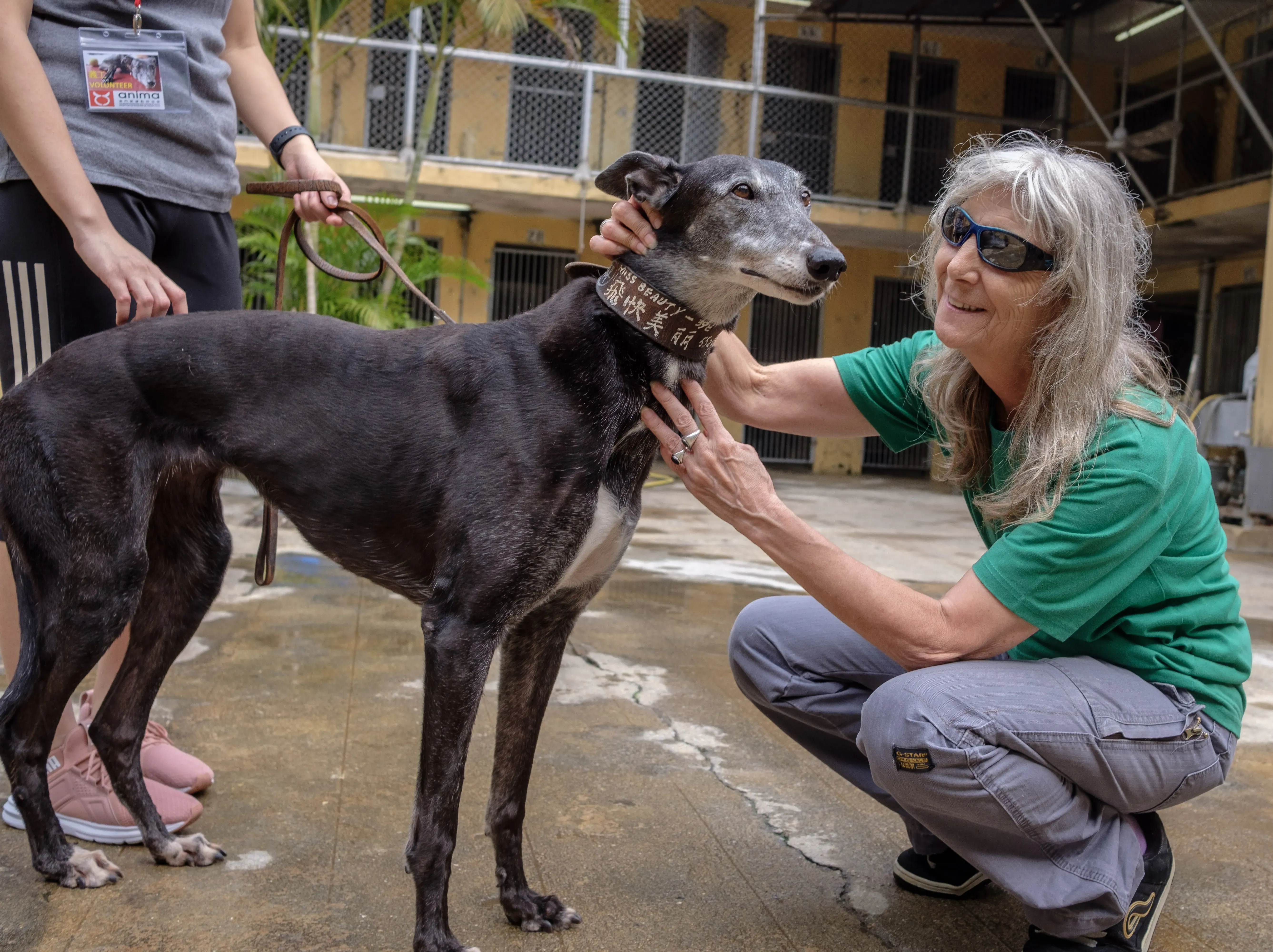 miss beauty adozione greyhound macao 15