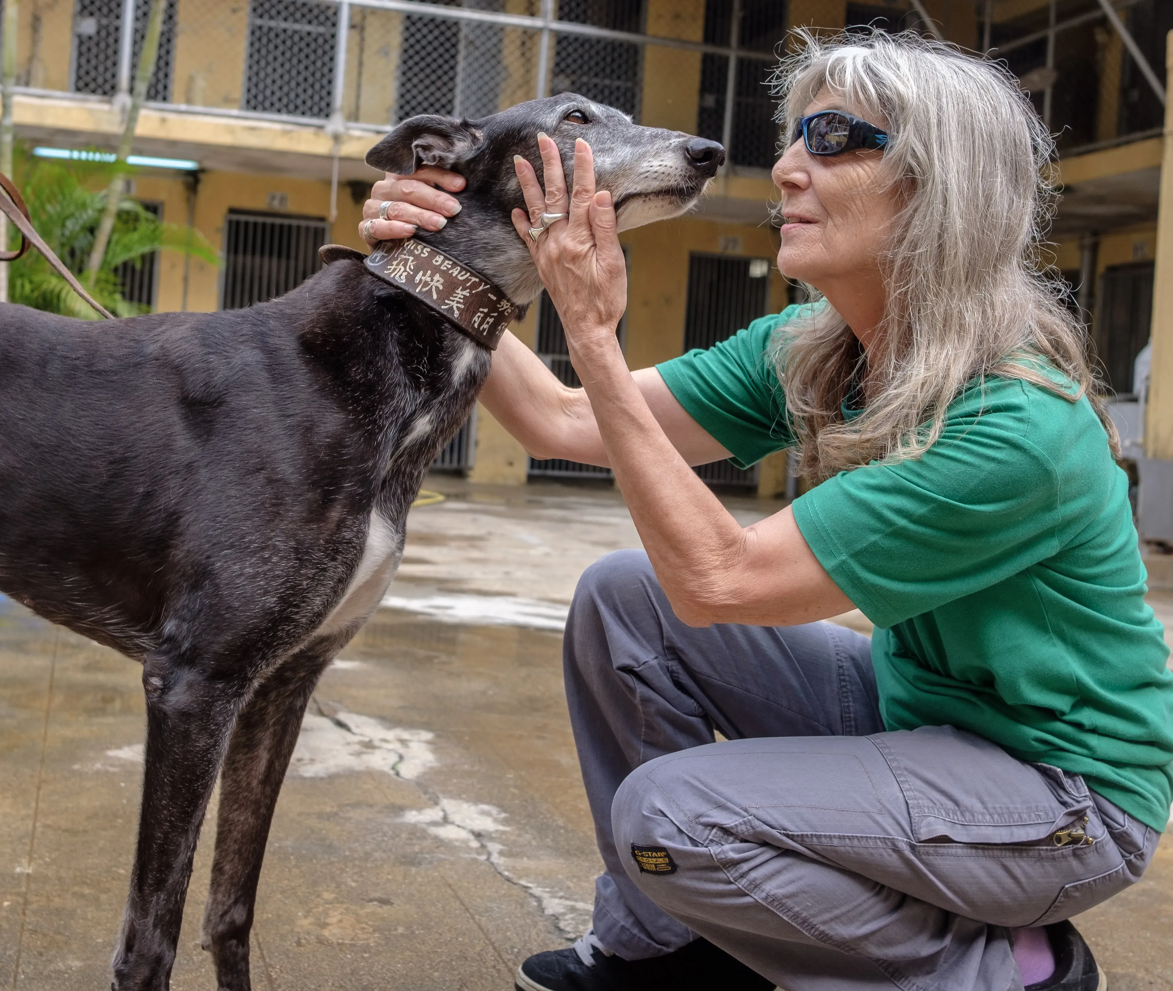 miss beauty adozione greyhound macao 16