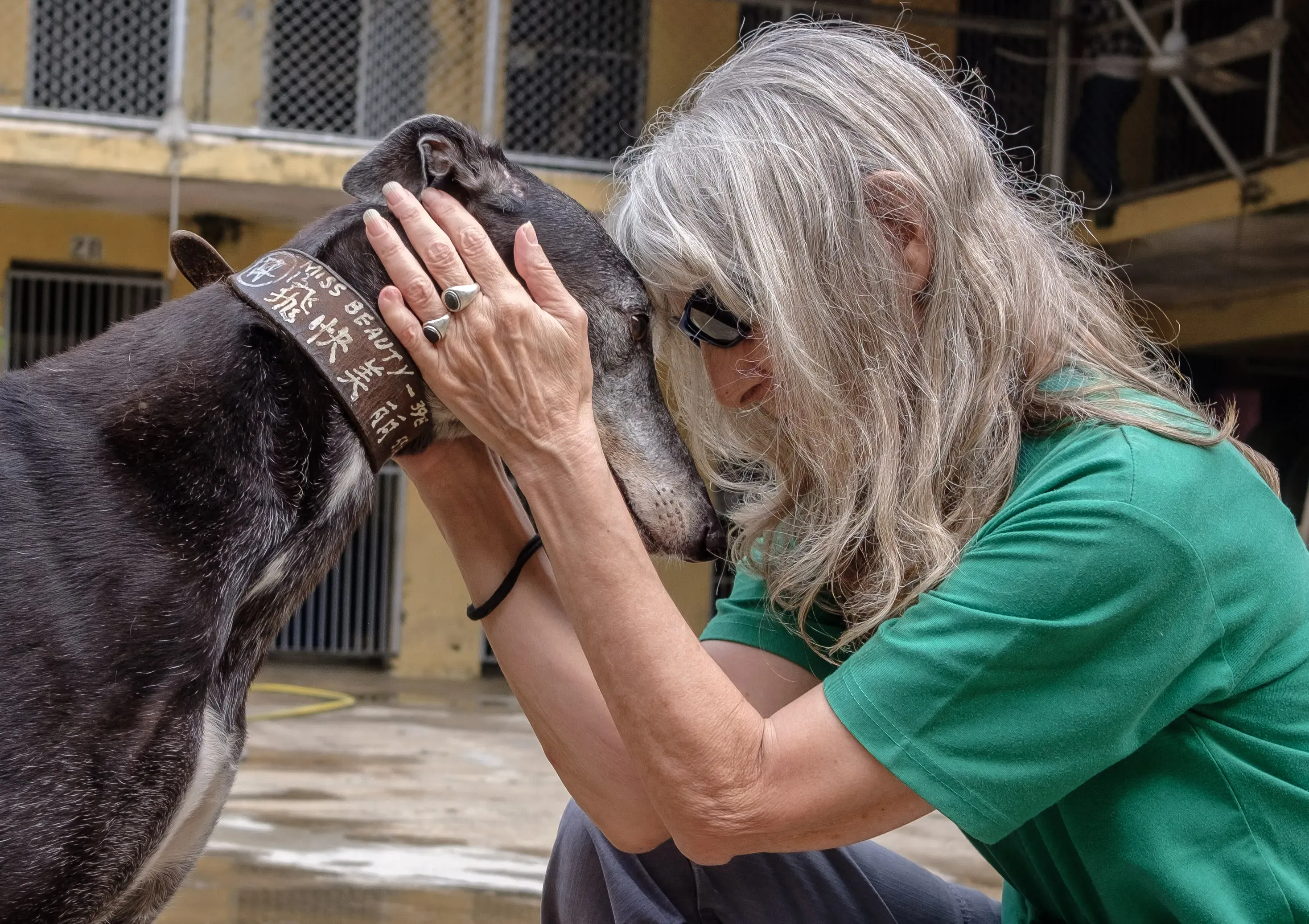 miss beauty adozione greyhound macao 17