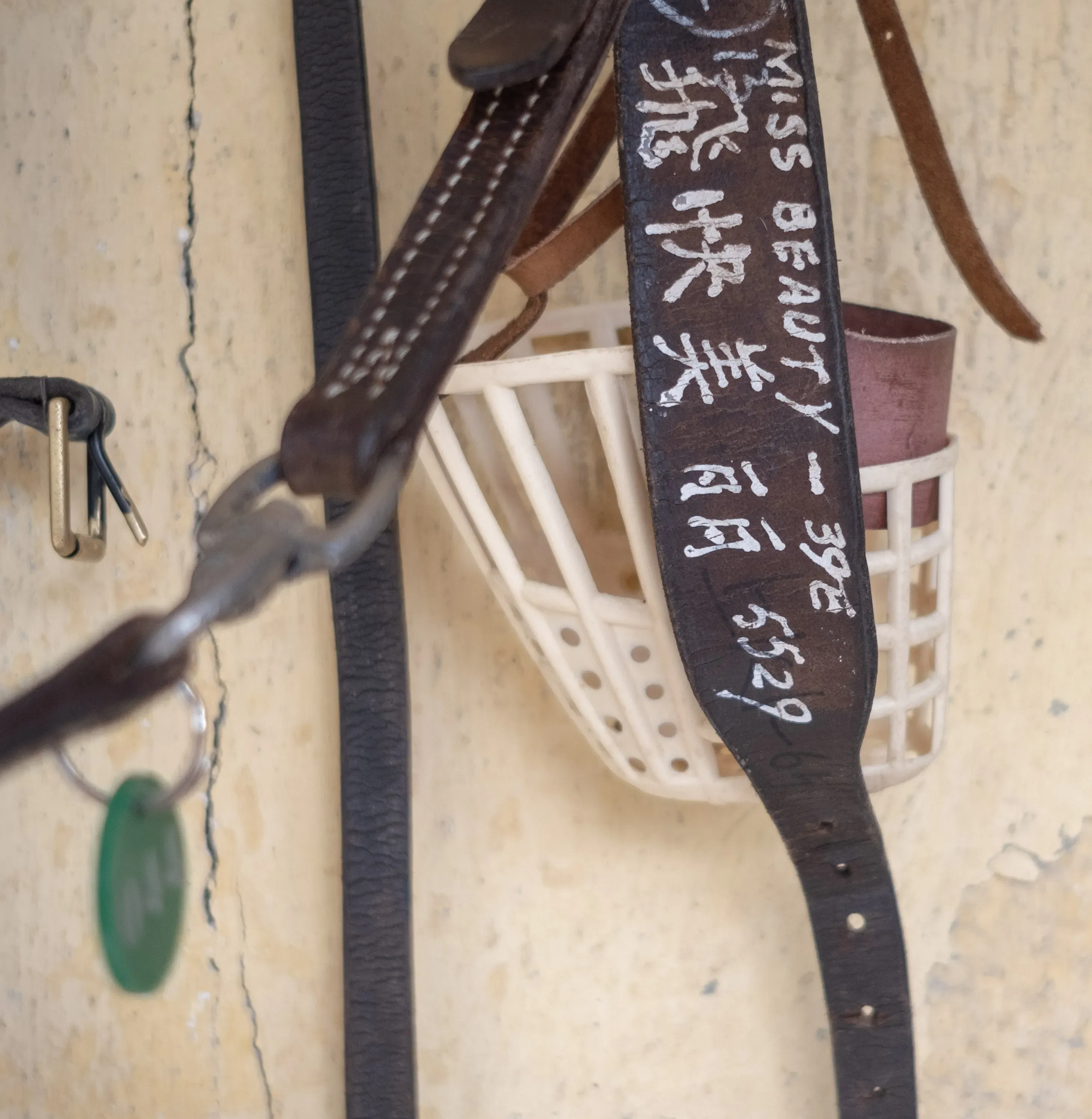 miss beauty adozione greyhound macao 18