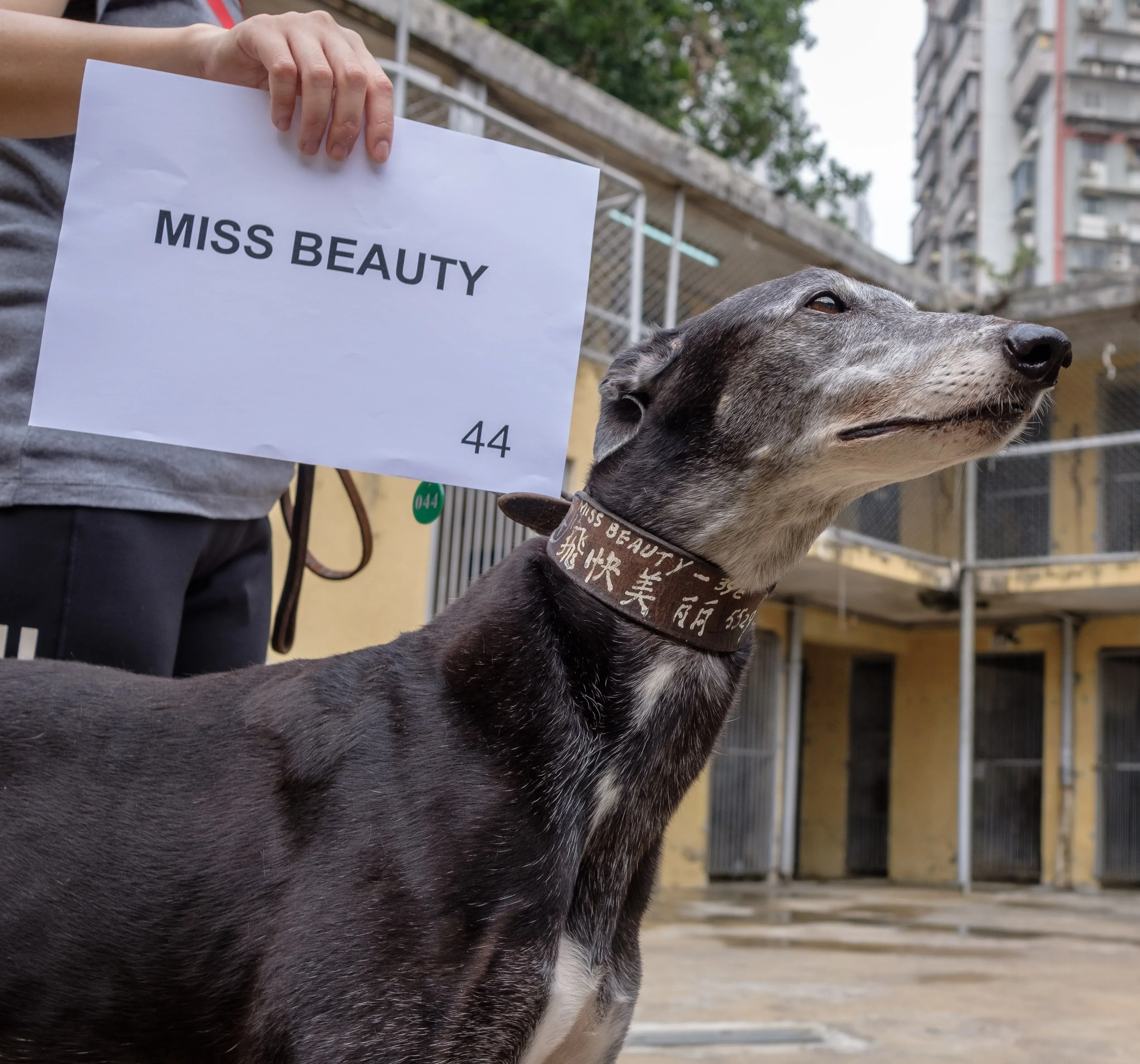 miss beauty adozione greyhound macao 2