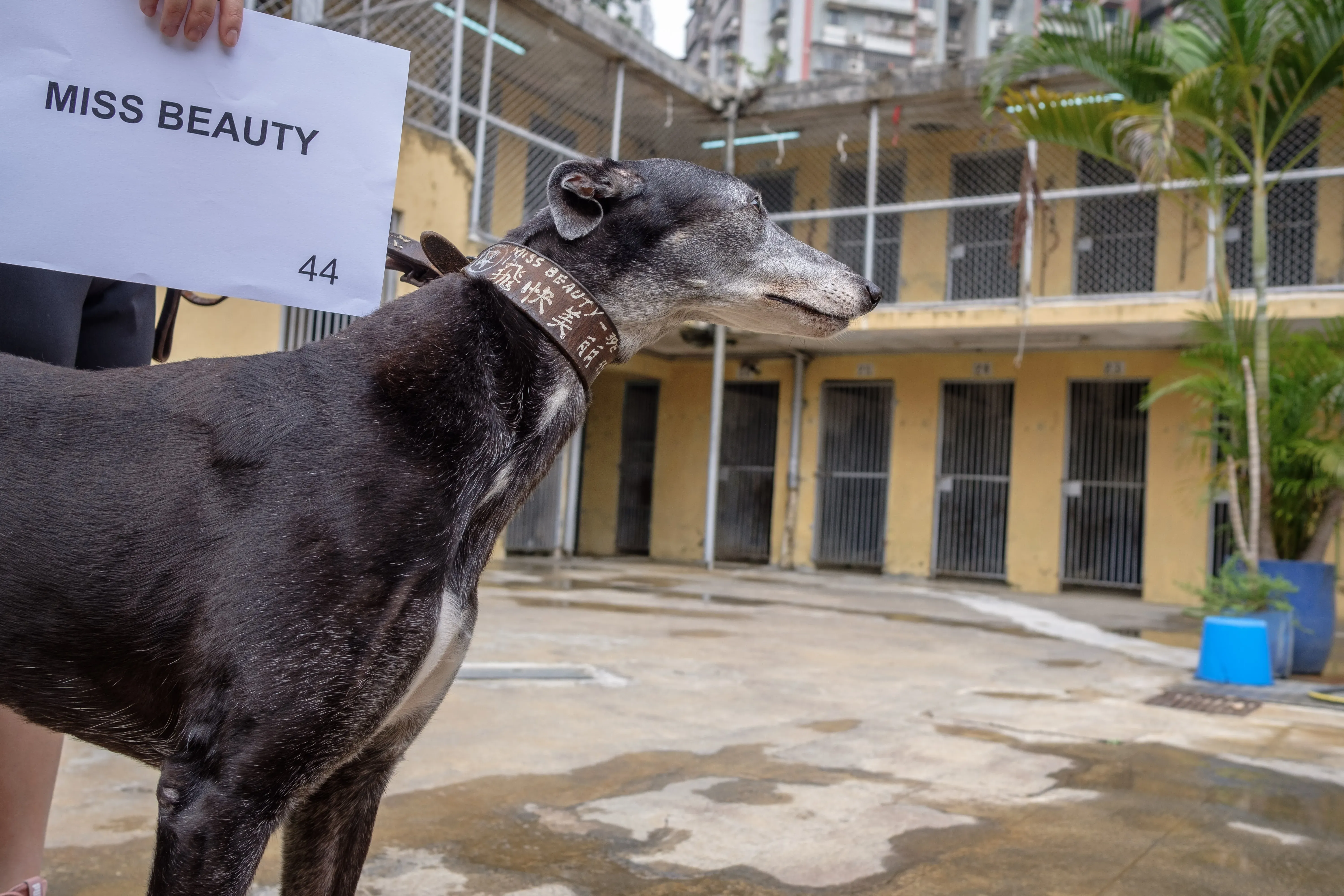miss beauty adozione greyhound macao 3
