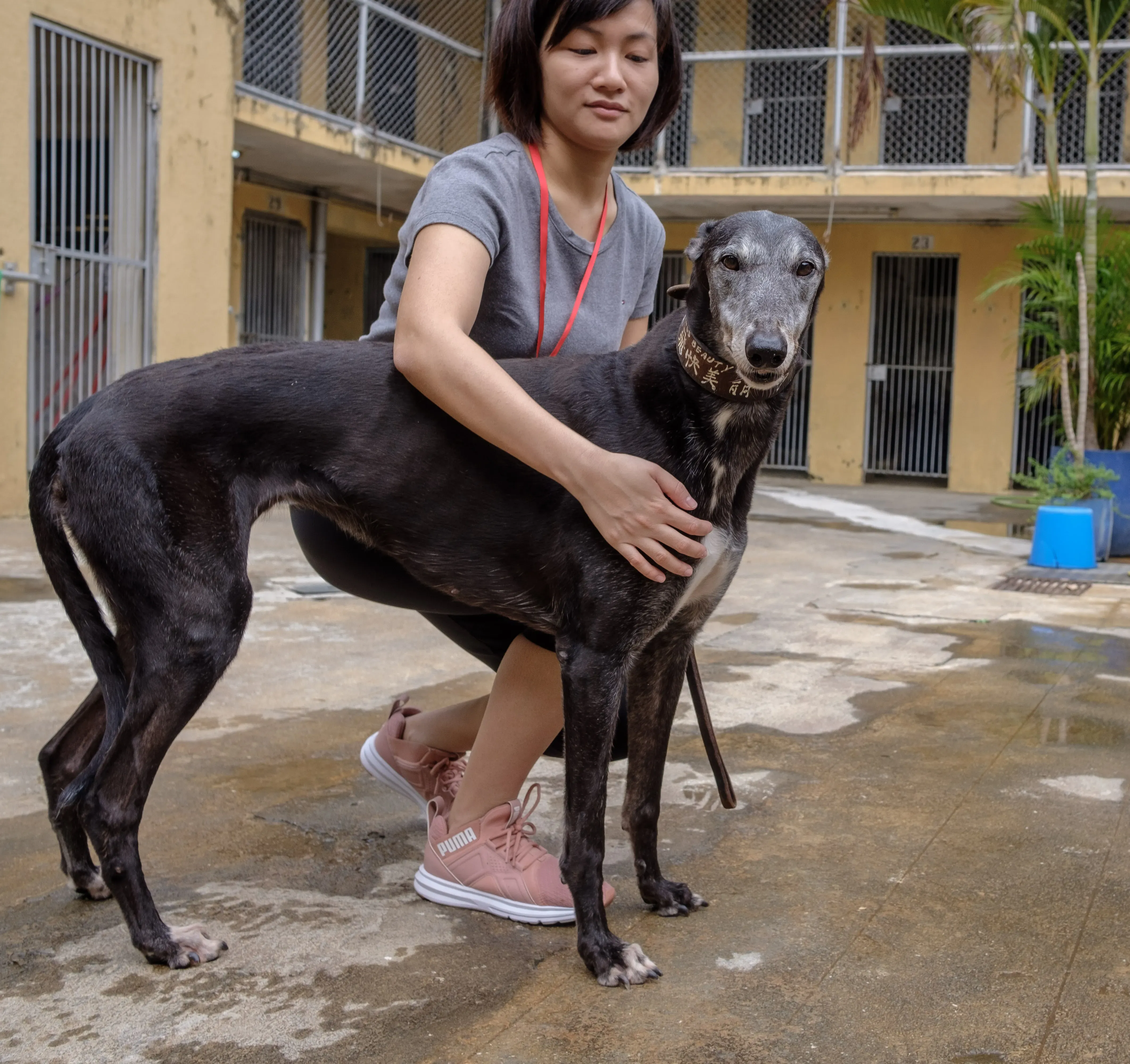 miss beauty adozione greyhound macao 4