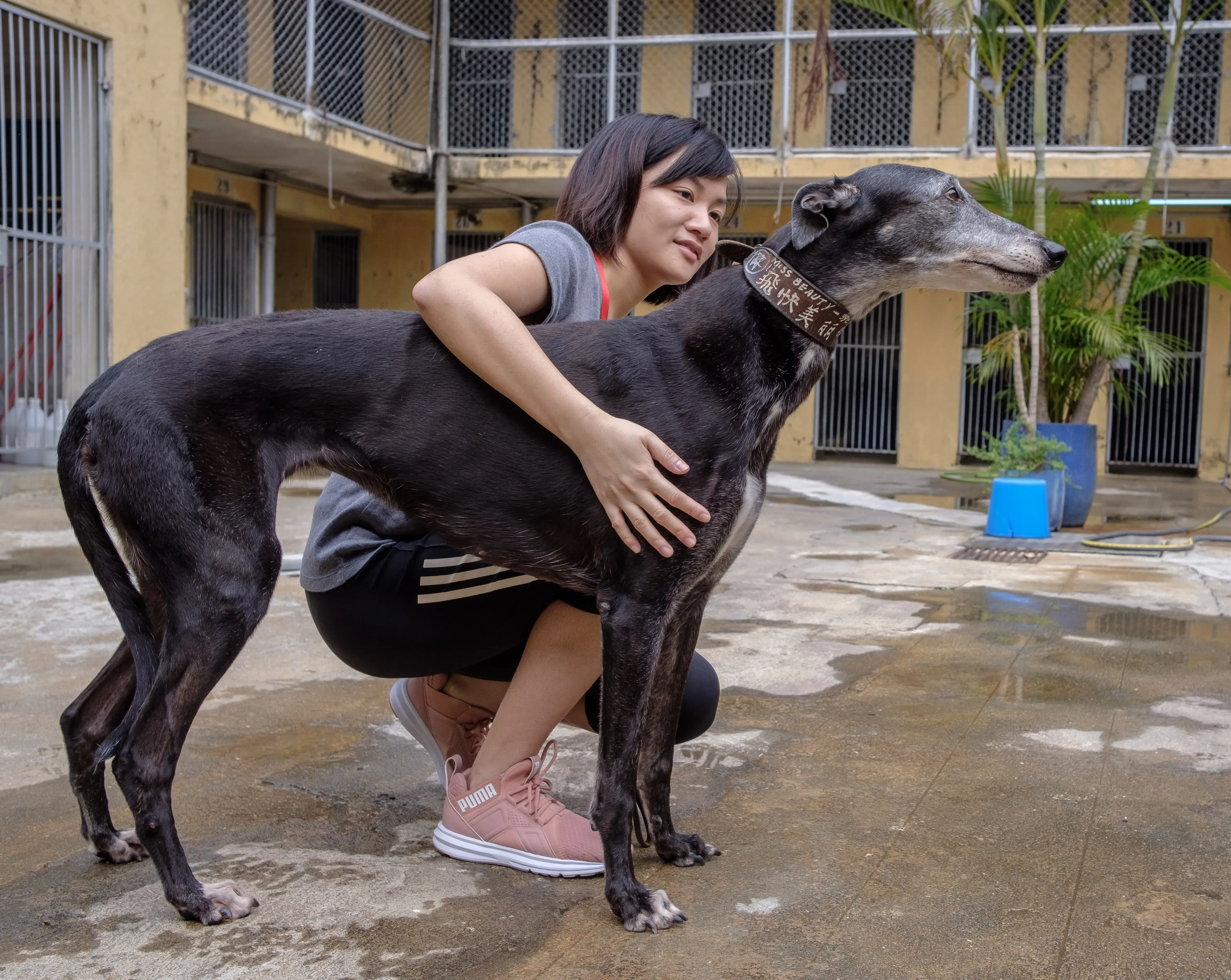 miss beauty adozione greyhound macao 5