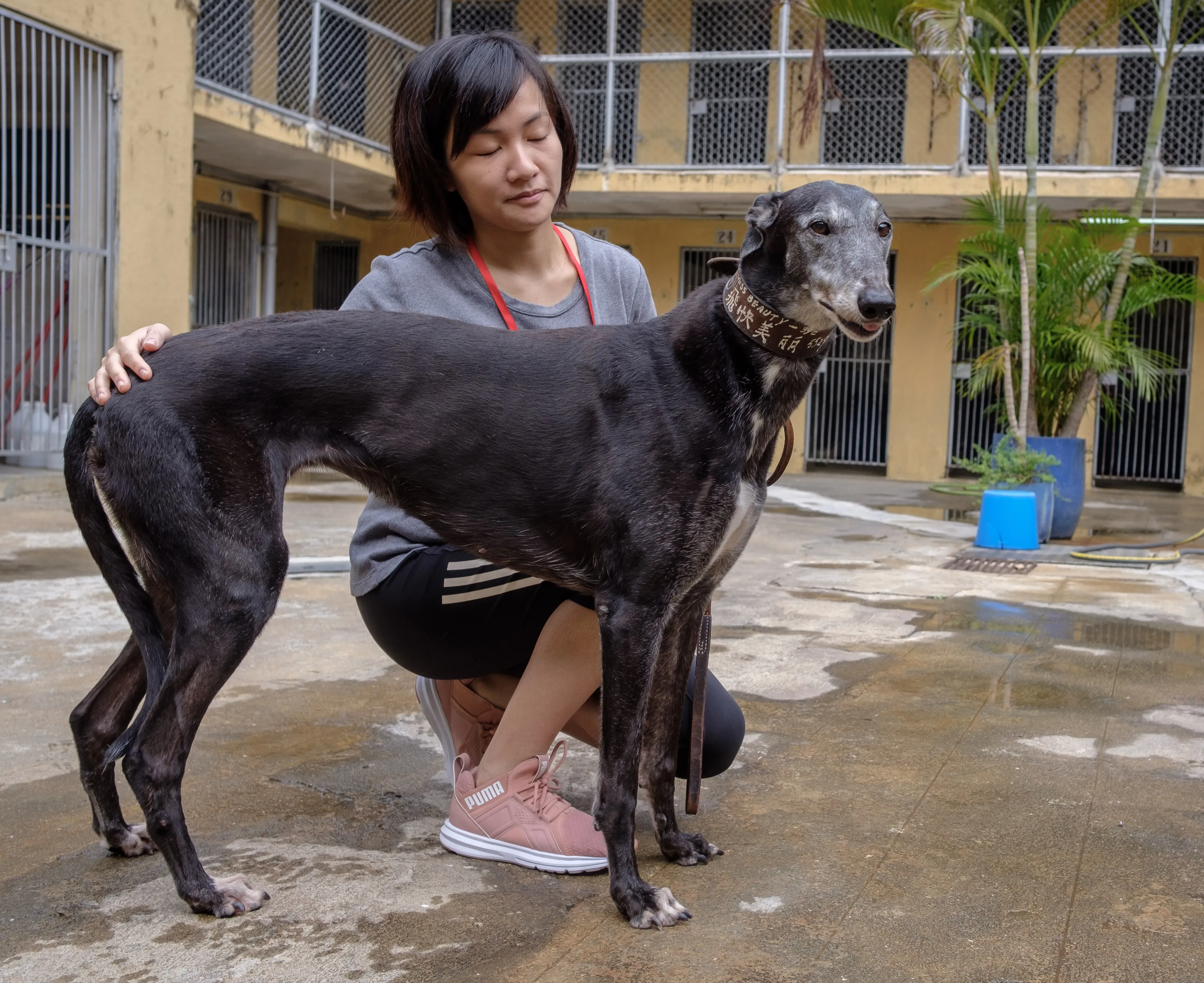 miss beauty adozione greyhound macao 6