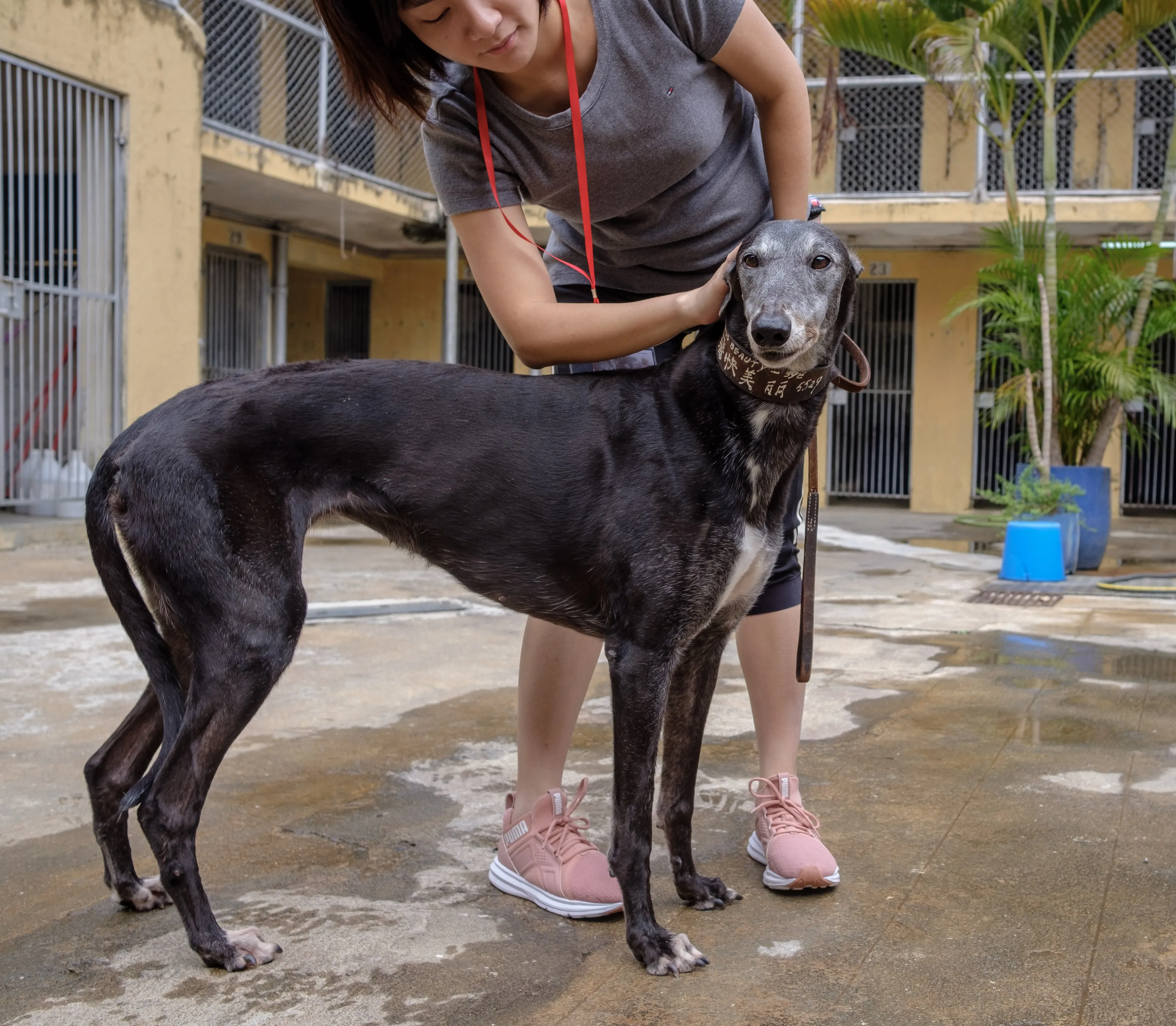 miss beauty adozione greyhound macao 7