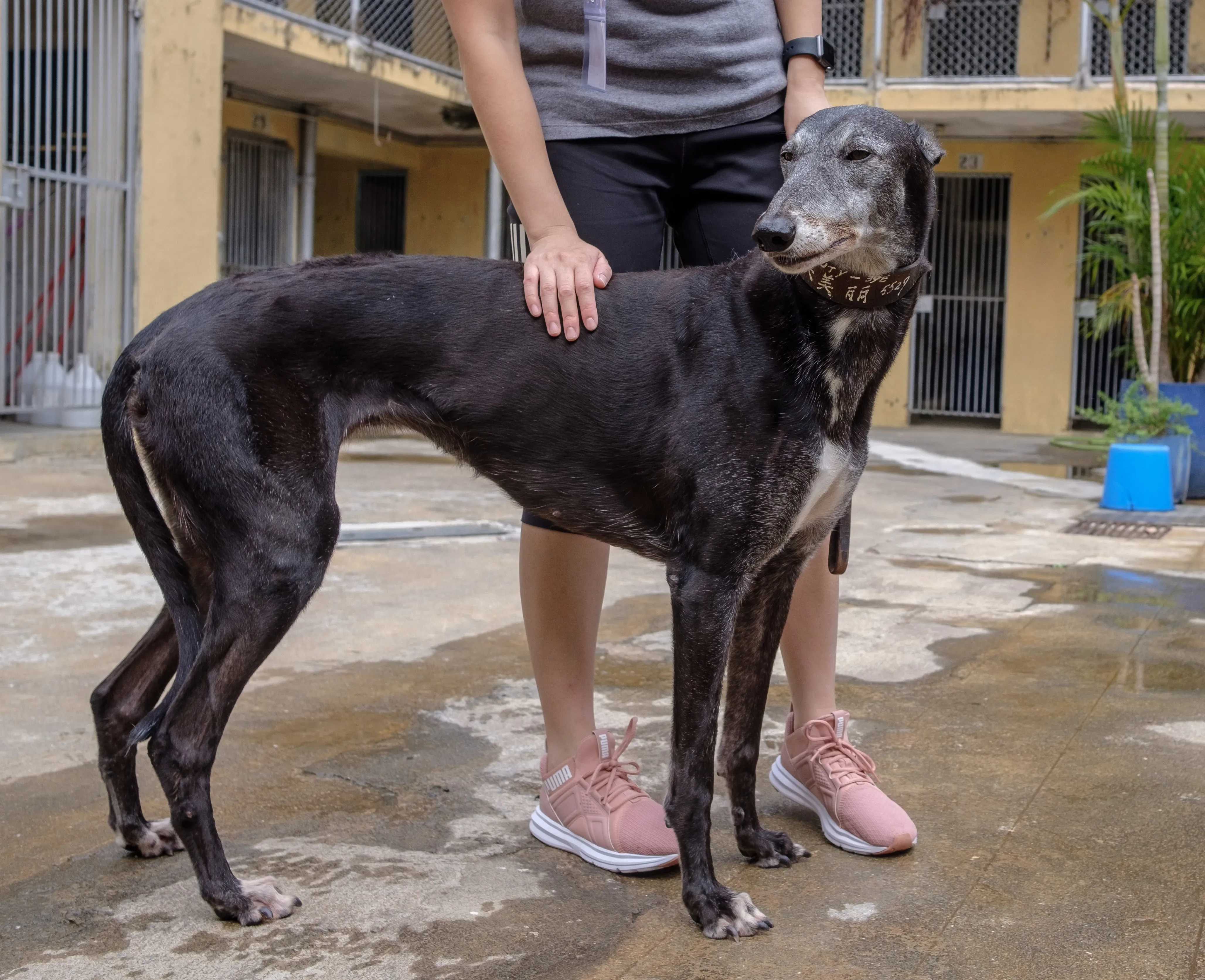 miss beauty adozione greyhound macao 8