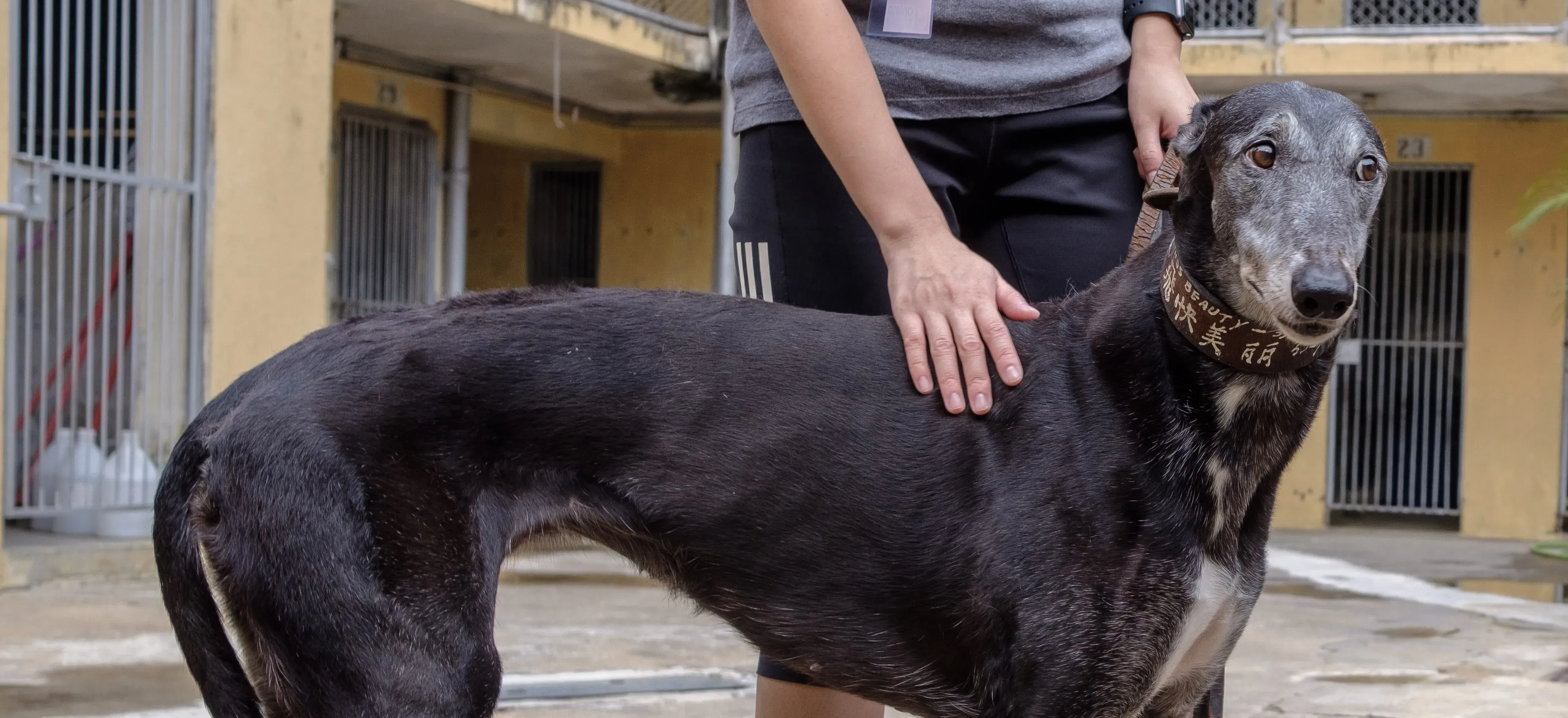 miss beauty adozione greyhound macao 9 e1544134584297