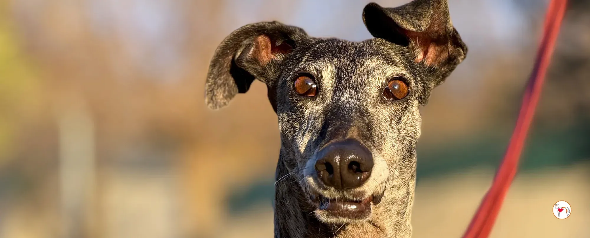 mistica galgo adozione 00 copertina b