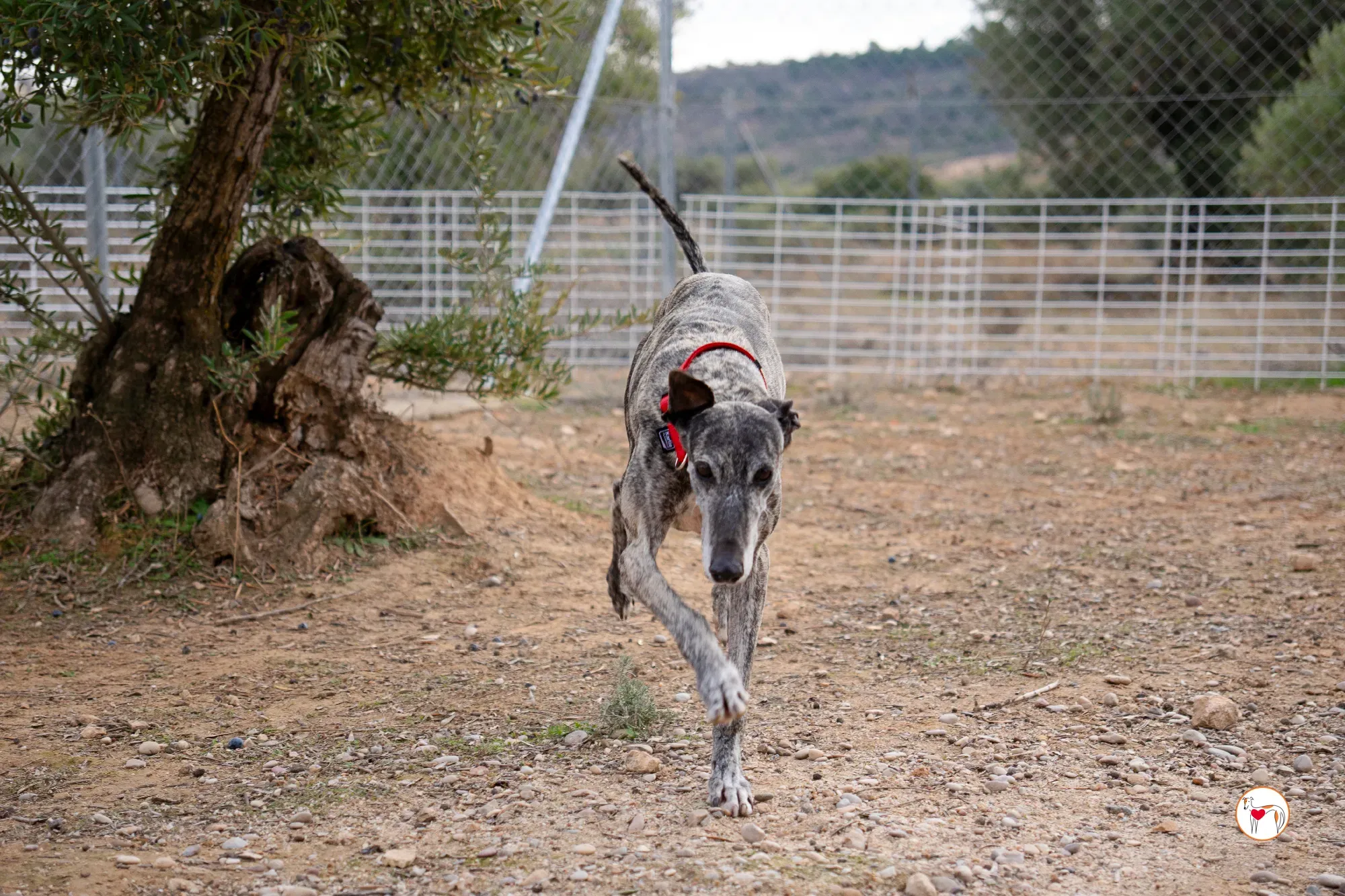 mistica galgo adozione 1