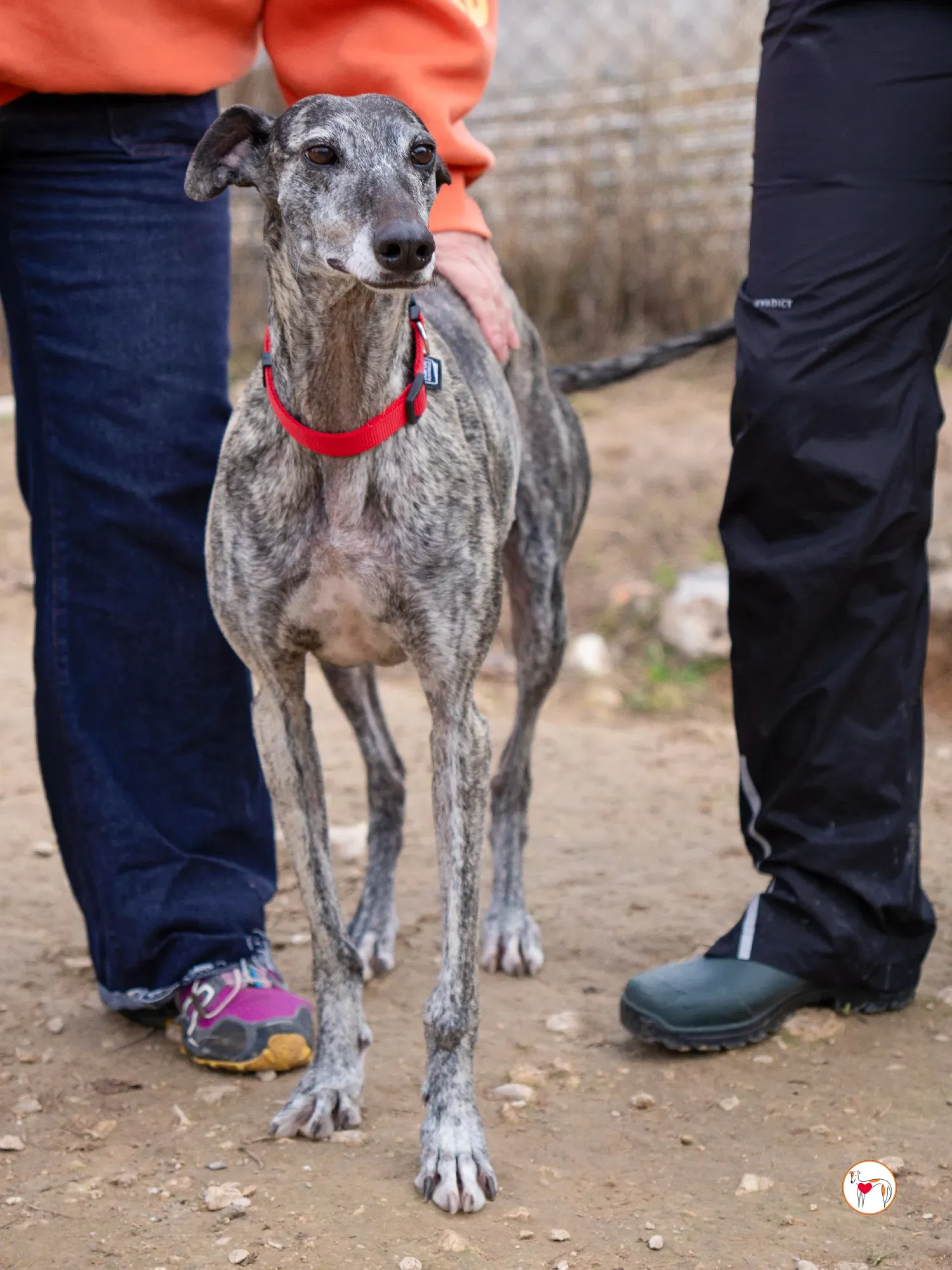 mistica galgo adozione 10