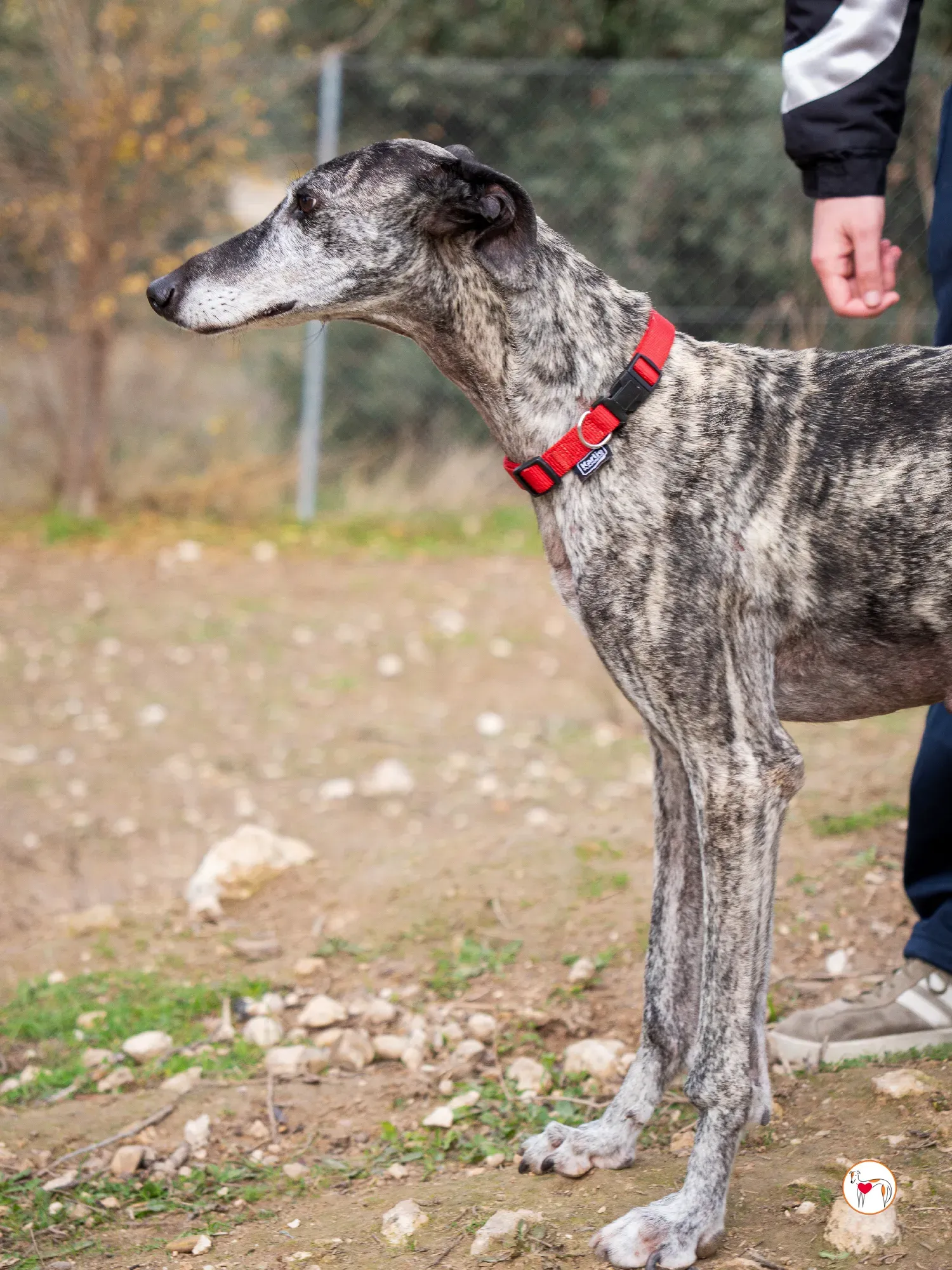mistica galgo adozione 11