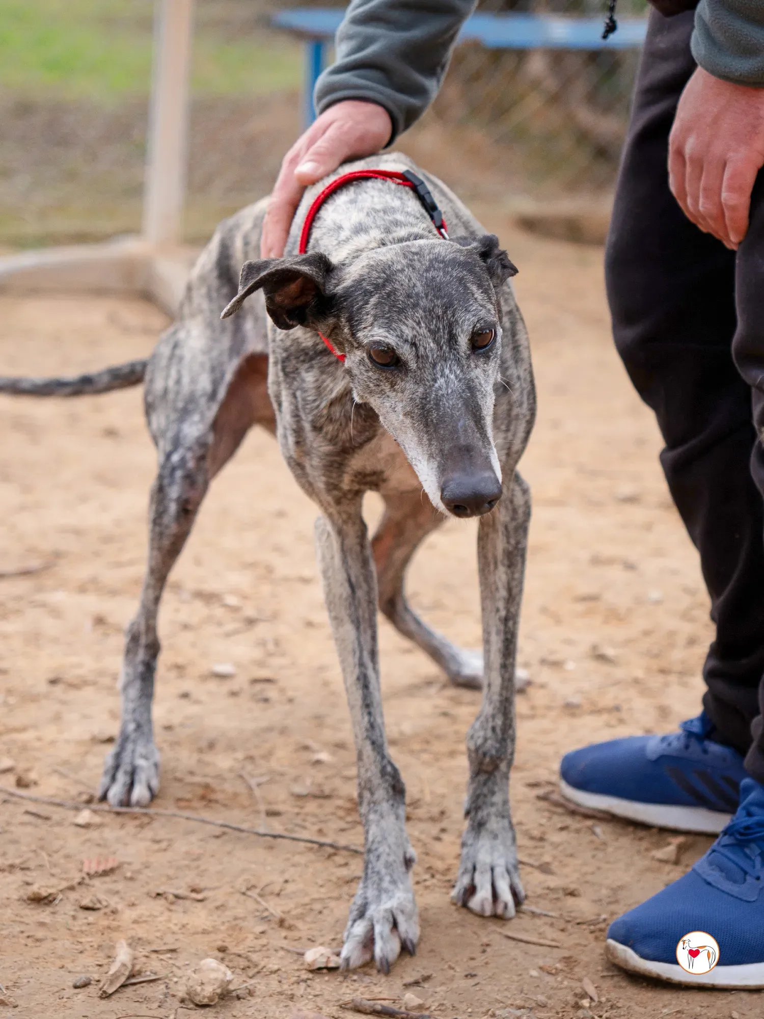 mistica galgo adozione 12