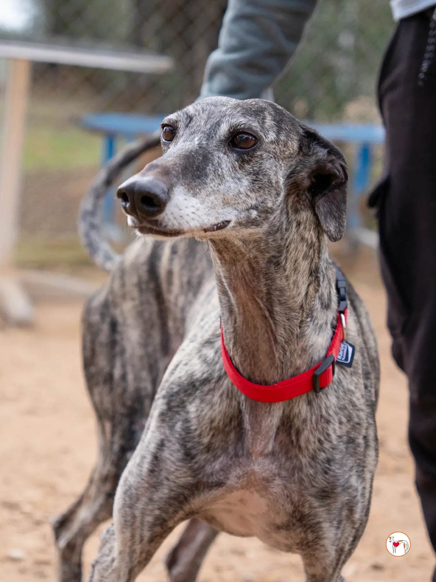 mistica galgo adozione 13