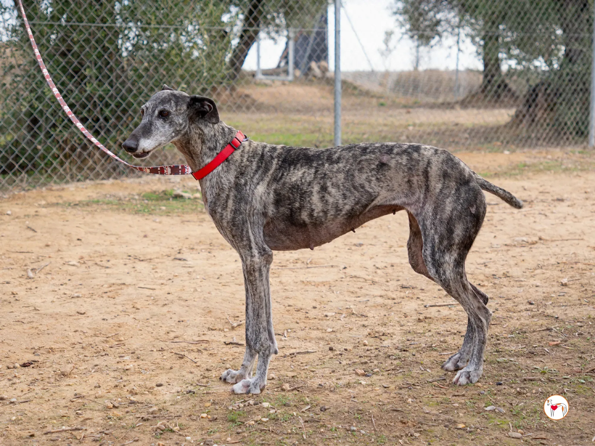 mistica galgo adozione 14