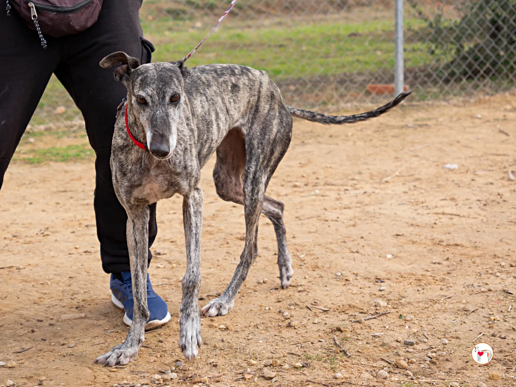 mistica galgo adozione 15