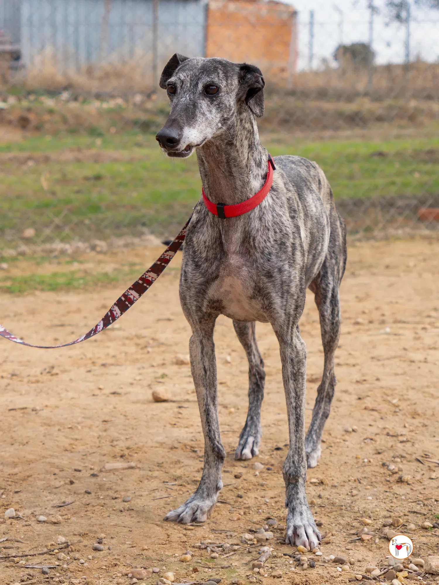 mistica galgo adozione 16