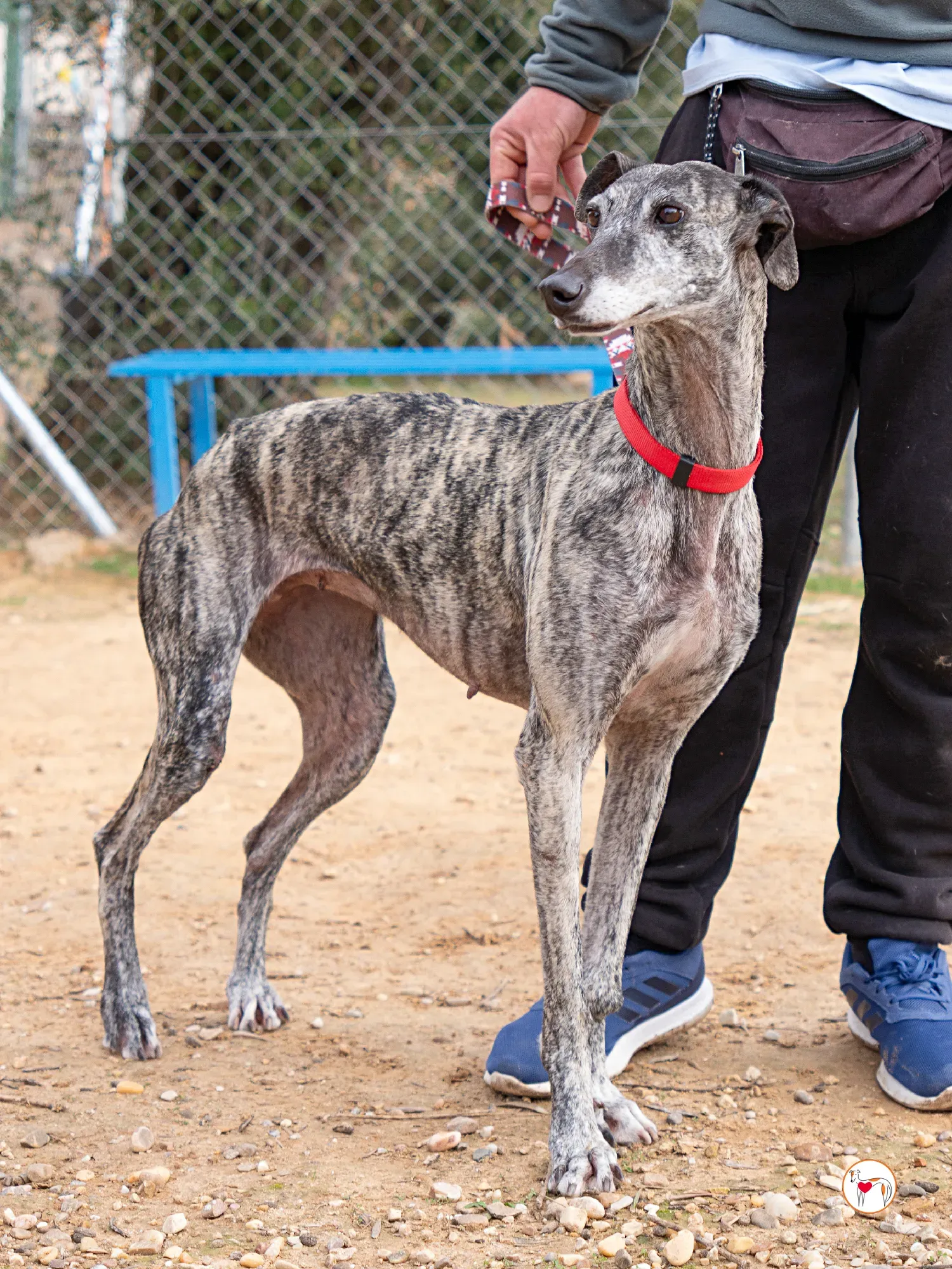 mistica galgo adozione 17
