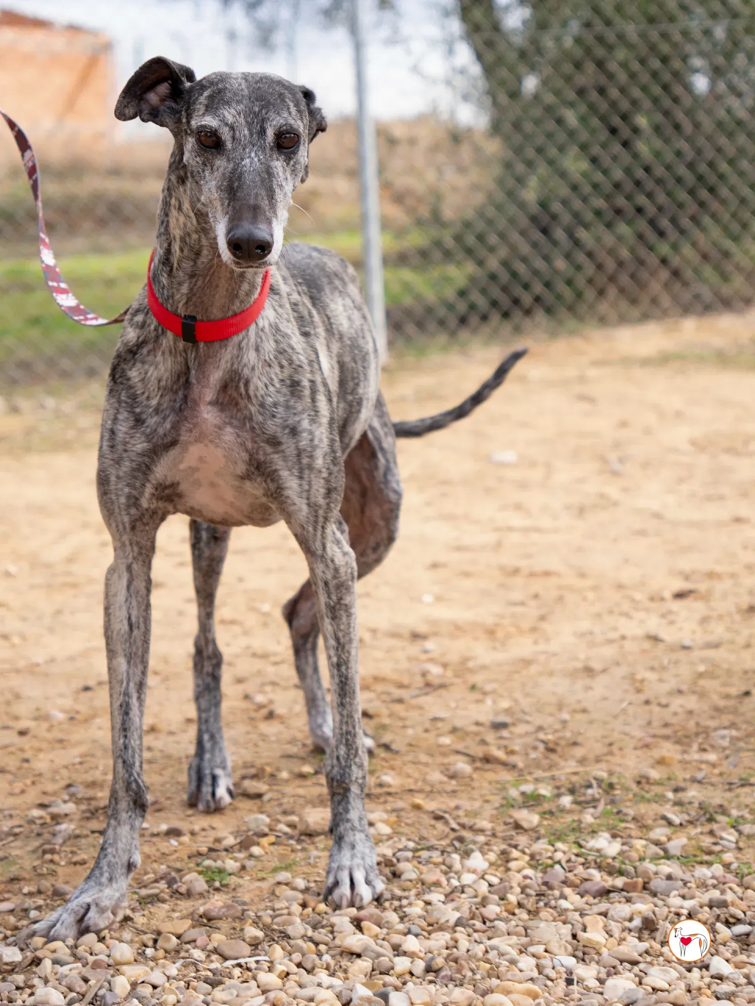 mistica galgo adozione 18