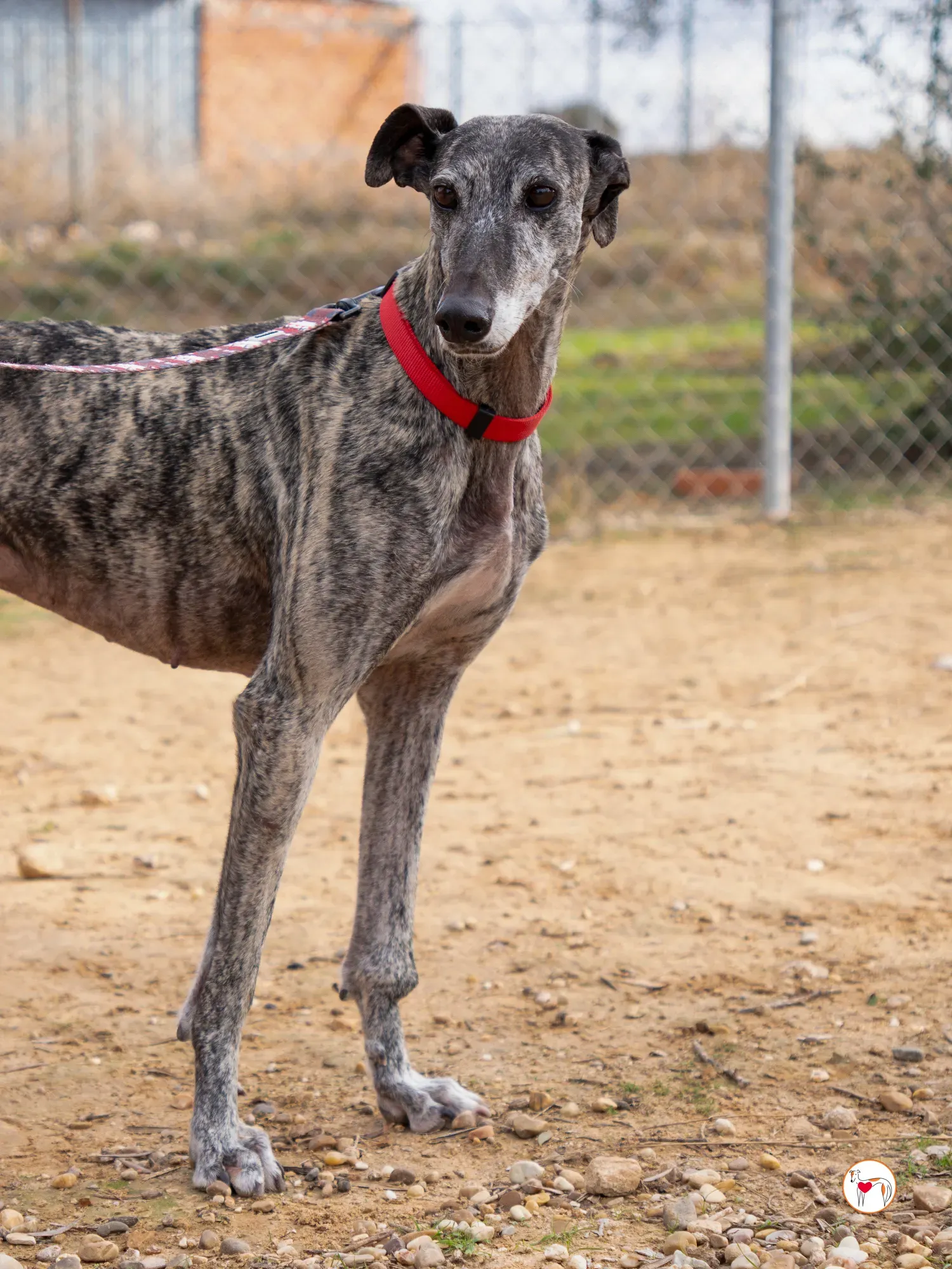 mistica galgo adozione 19